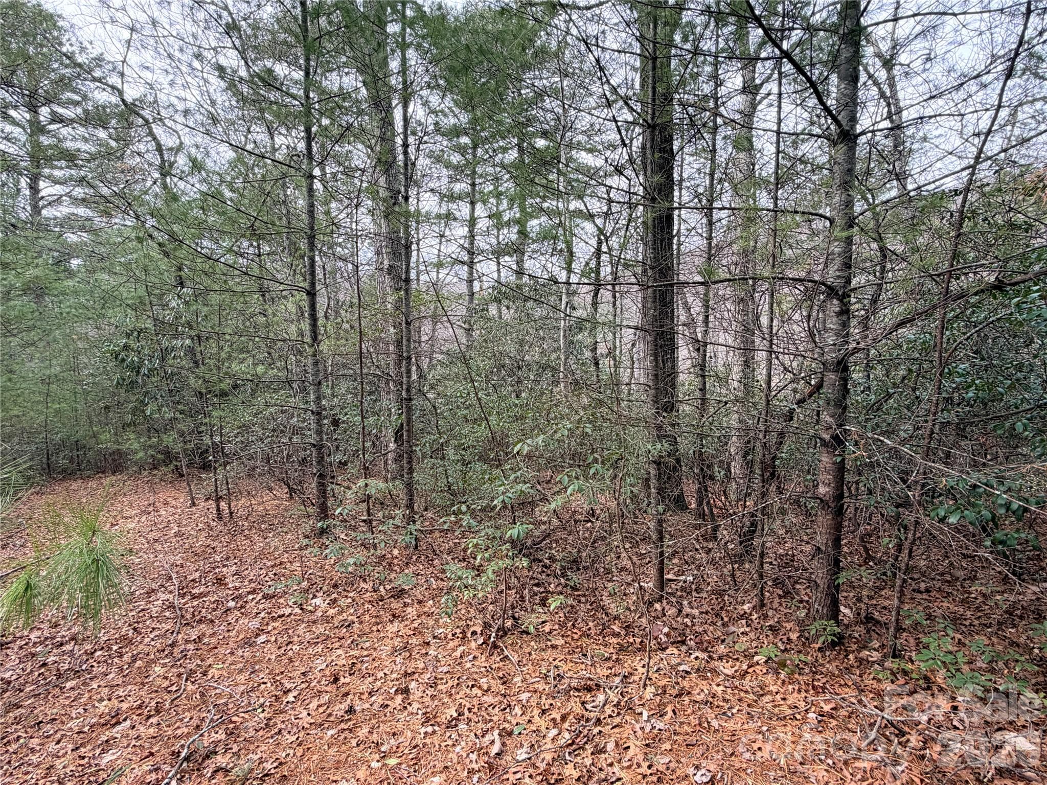 Easy Laying Lot - Lenoir