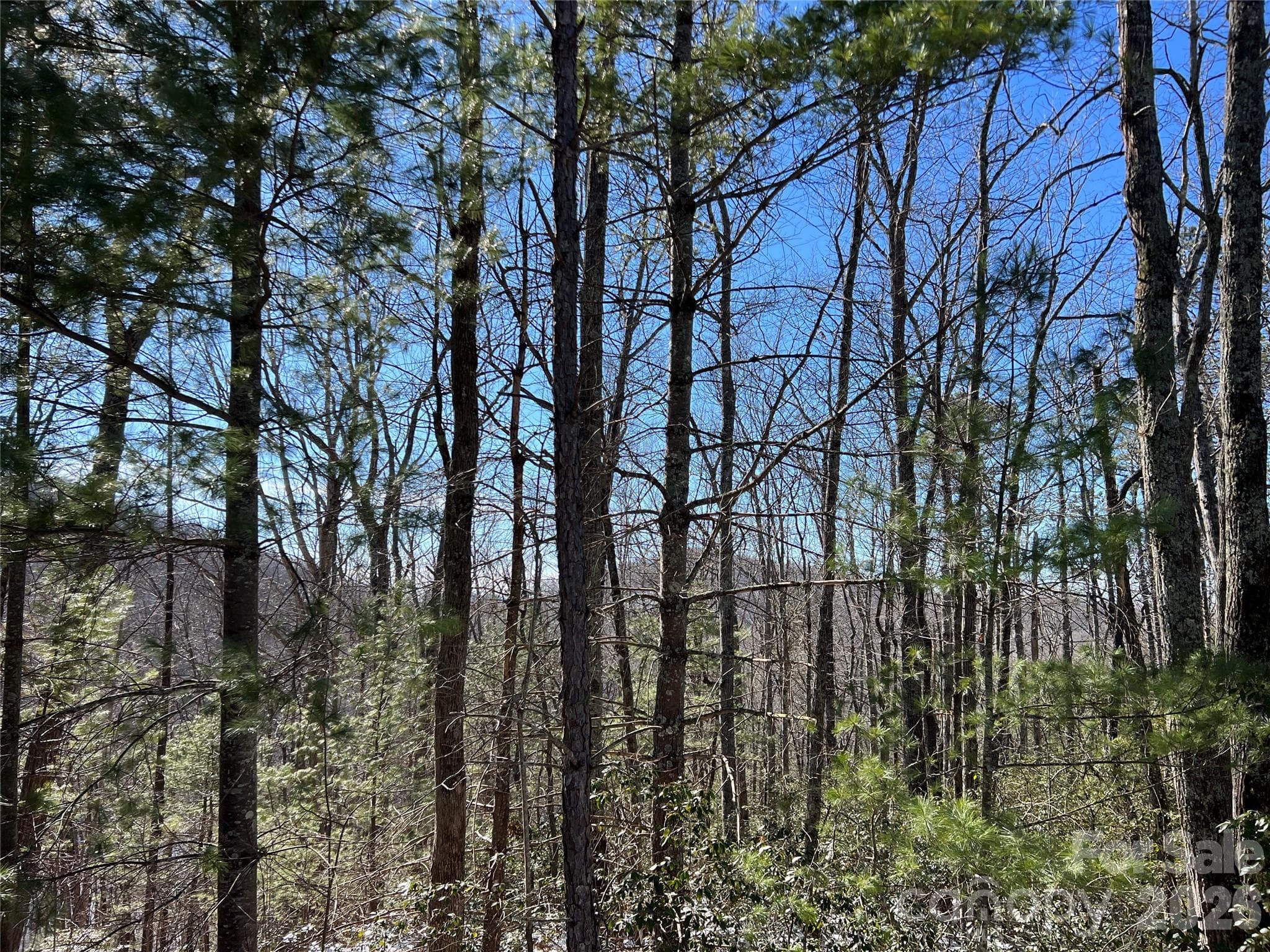 Bottom of Property - Lenoir