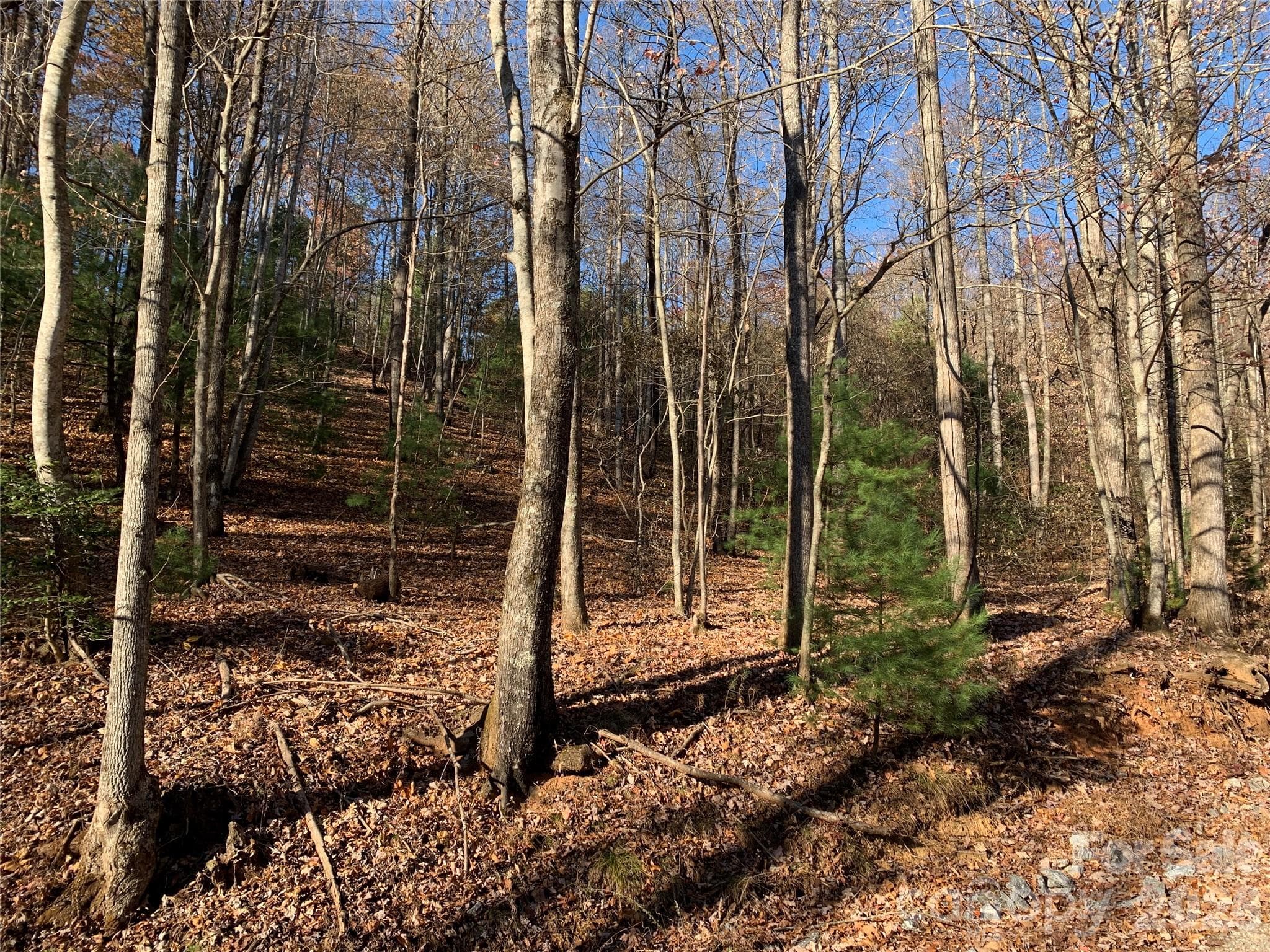 Bottom of Property - Lenoir