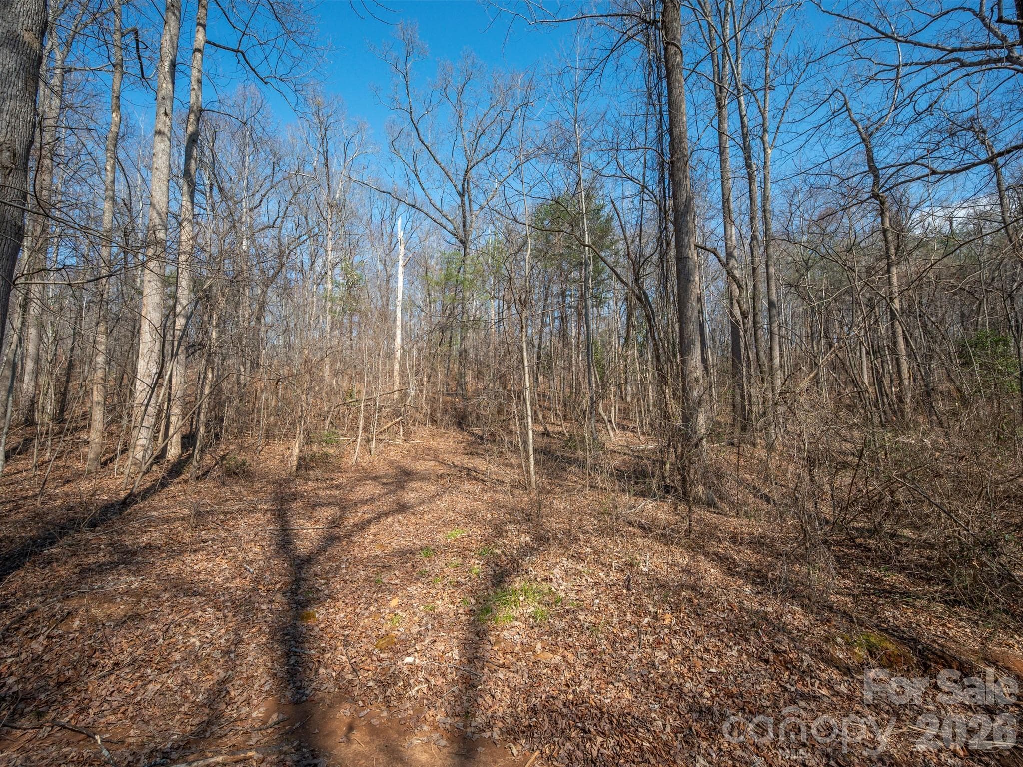 Partially cleared, relatively level areas that would be great building sites on the 17.03 acre tract - 0000 Judge Road, Tryon