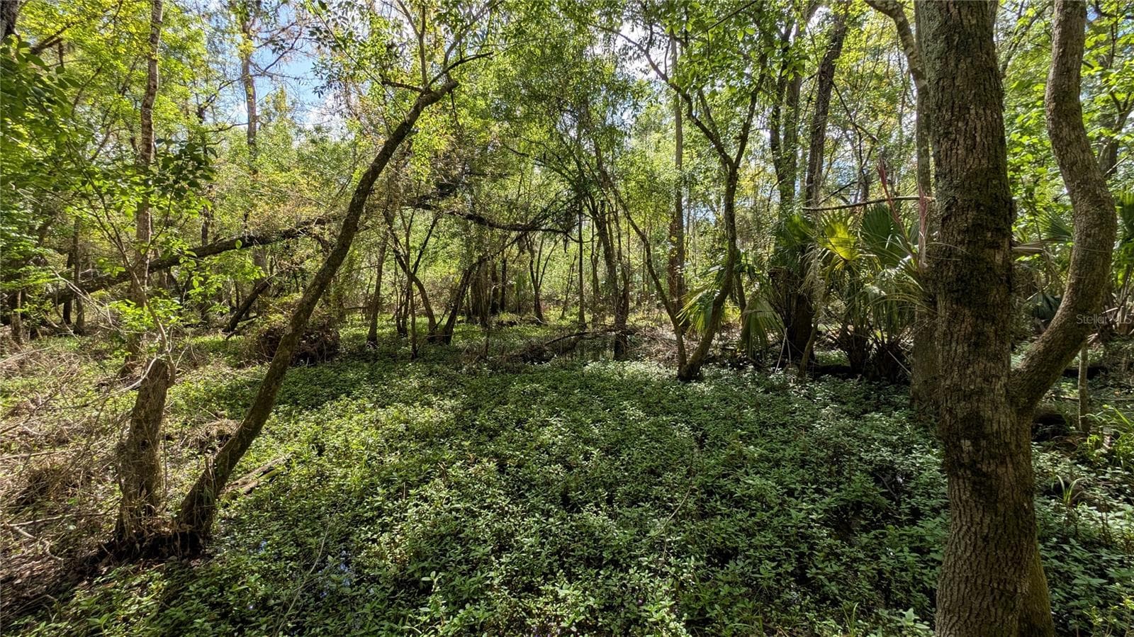 Land at GILLETTE RD, ZOLFO SPRINGS, photo 46 of 86