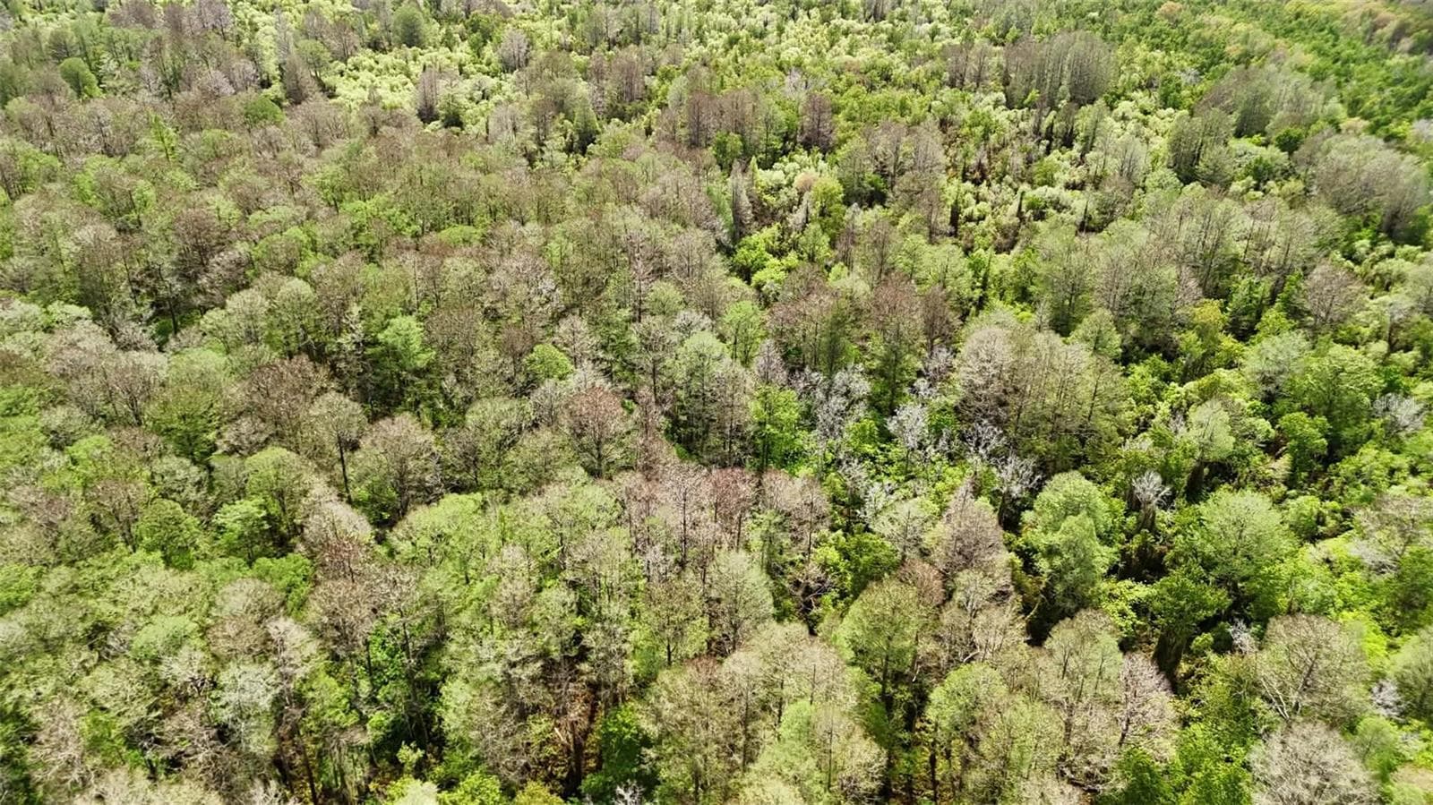 Land at GILLETTE RD, ZOLFO SPRINGS, photo 61 of 86