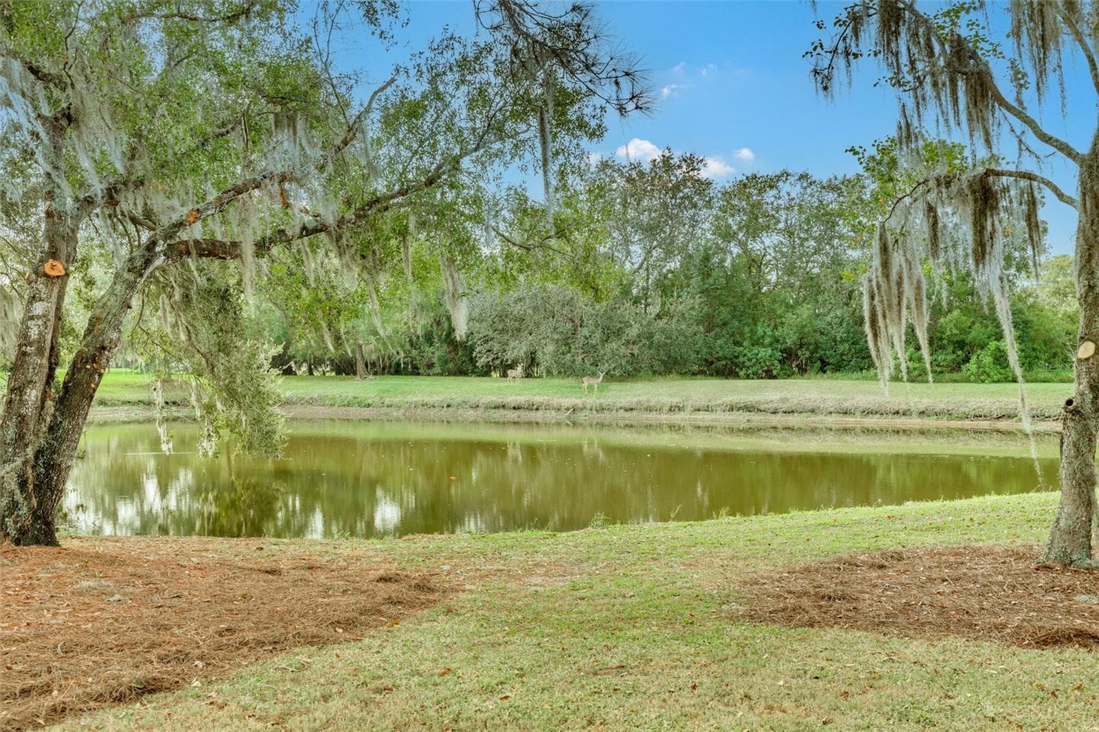 Single Family Residence at 470 HICKORYNUT AVE, OLDSMAR, photo 36 of 37