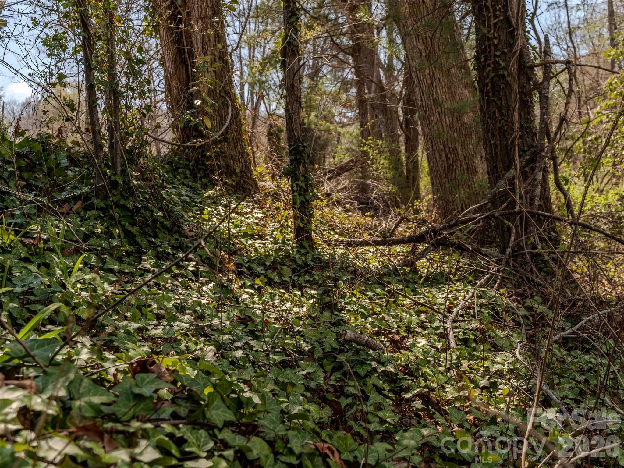 Lot end near Overlook Circle - Asheville