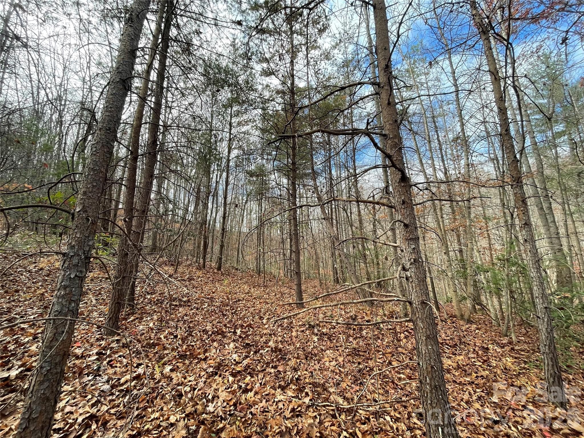 Acreage at Lenoir, photo 5 of 5