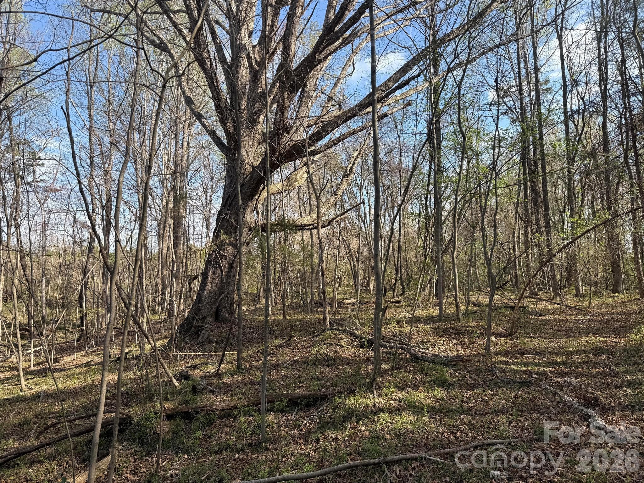 Acreage at 1164 Robert C Kellam Road, Pinnacle, photo 16 of 48