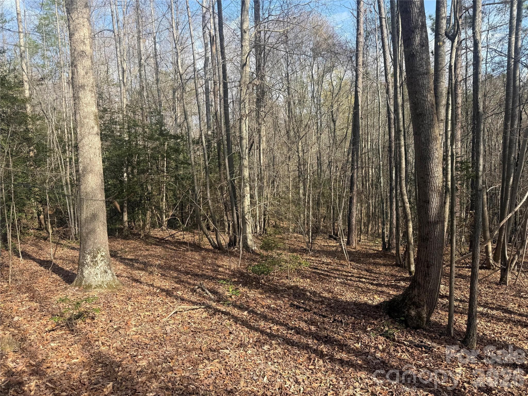 Acreage at 1164 Robert C Kellam Road, Pinnacle, photo 42 of 48