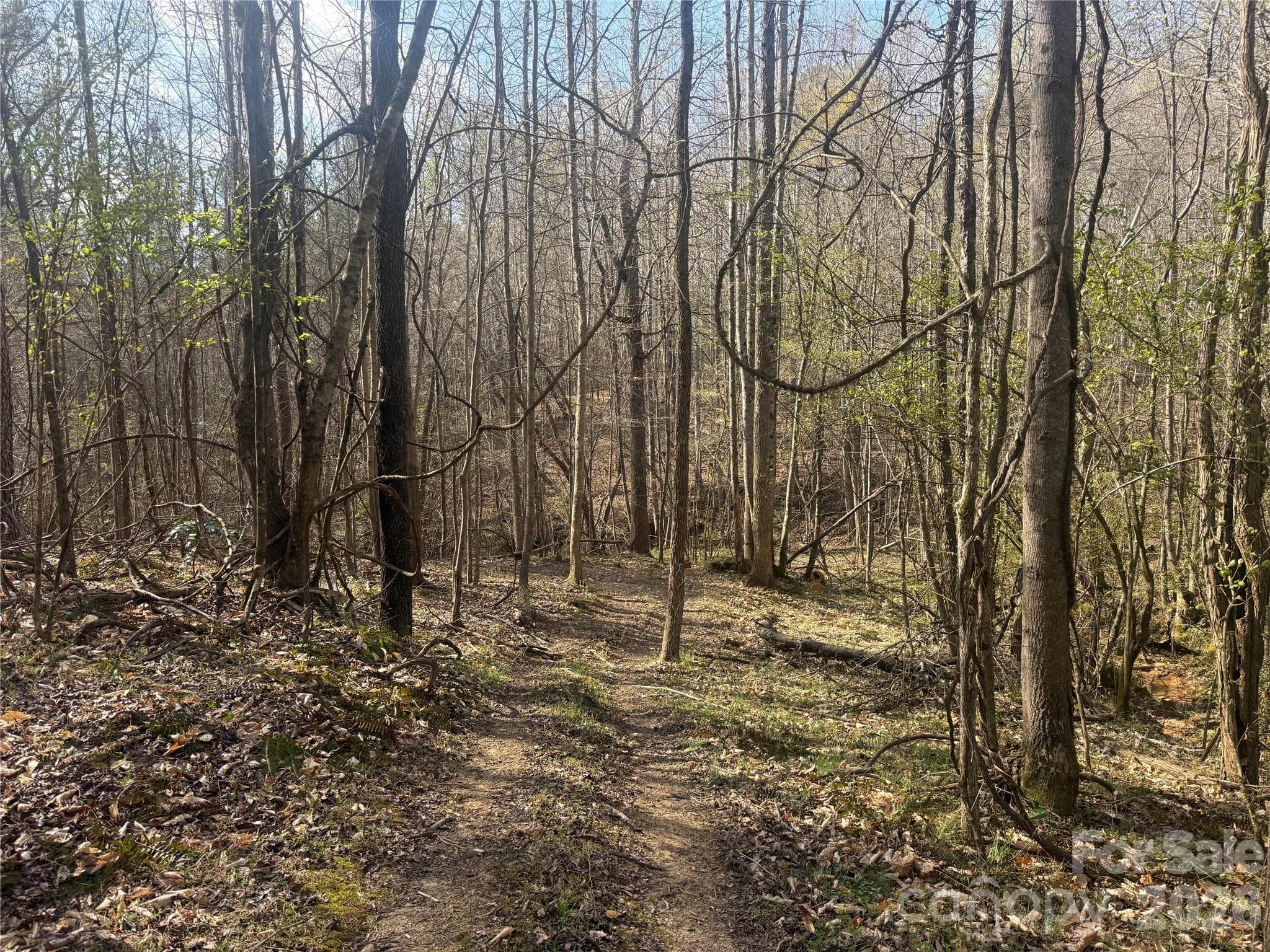 Acreage at 1164 Robert C Kellam Road, Pinnacle, photo 44 of 48