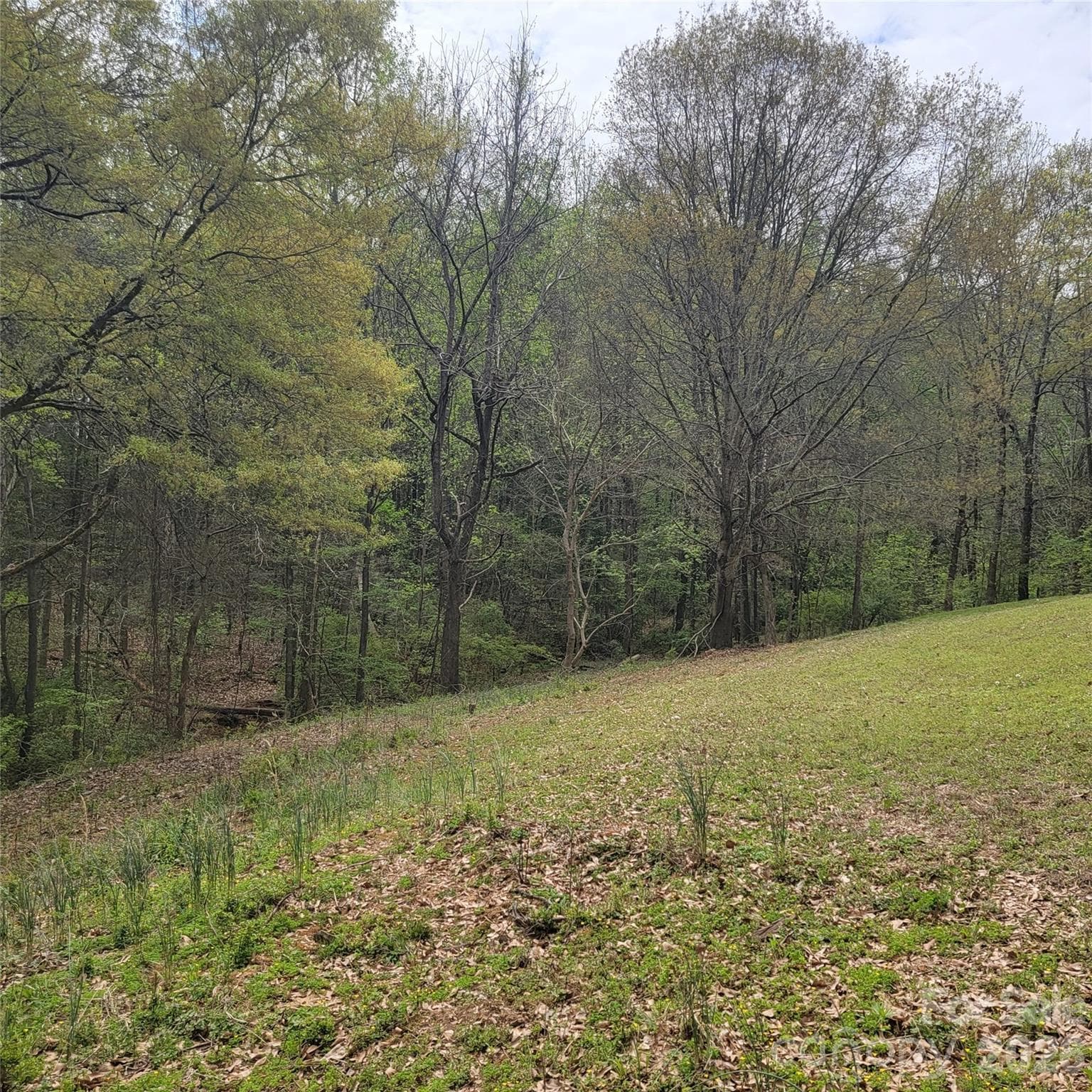 The left side of parcel #1, sloping to the left towards the water and private cove - Belmont