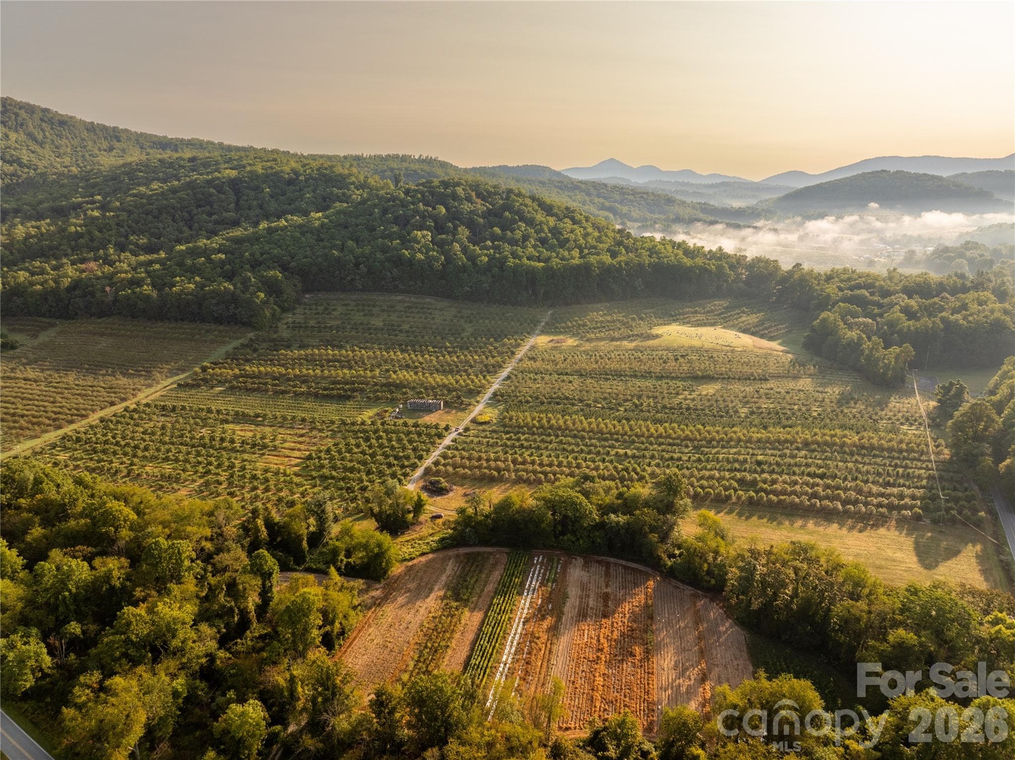 Sunrise in the orchard - Hendersonville