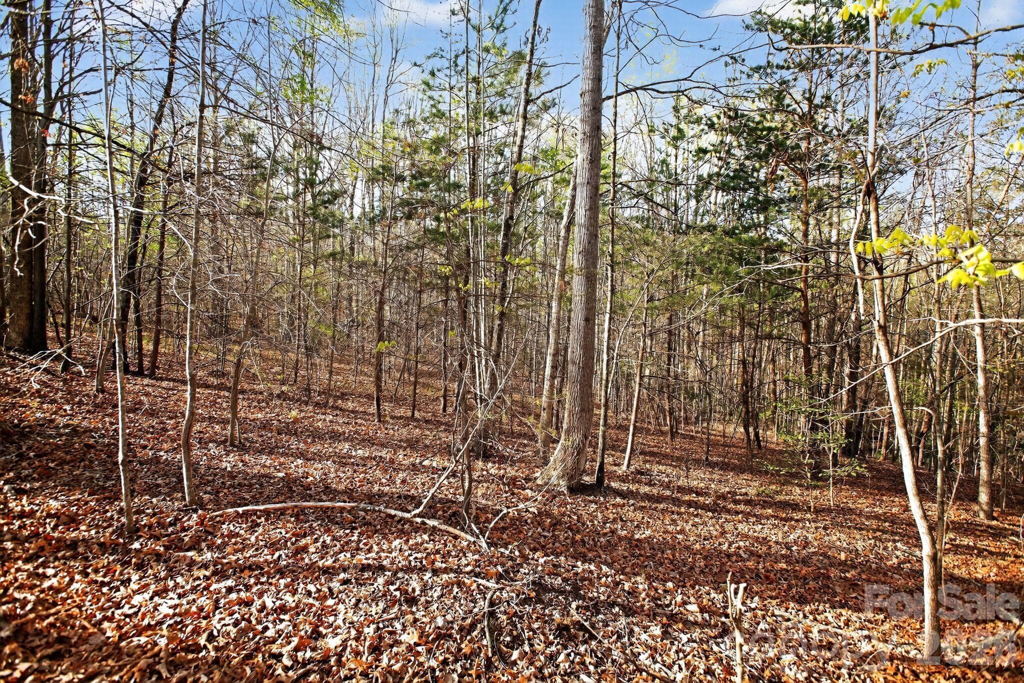 Lot at Nebo, photo 3 of 37