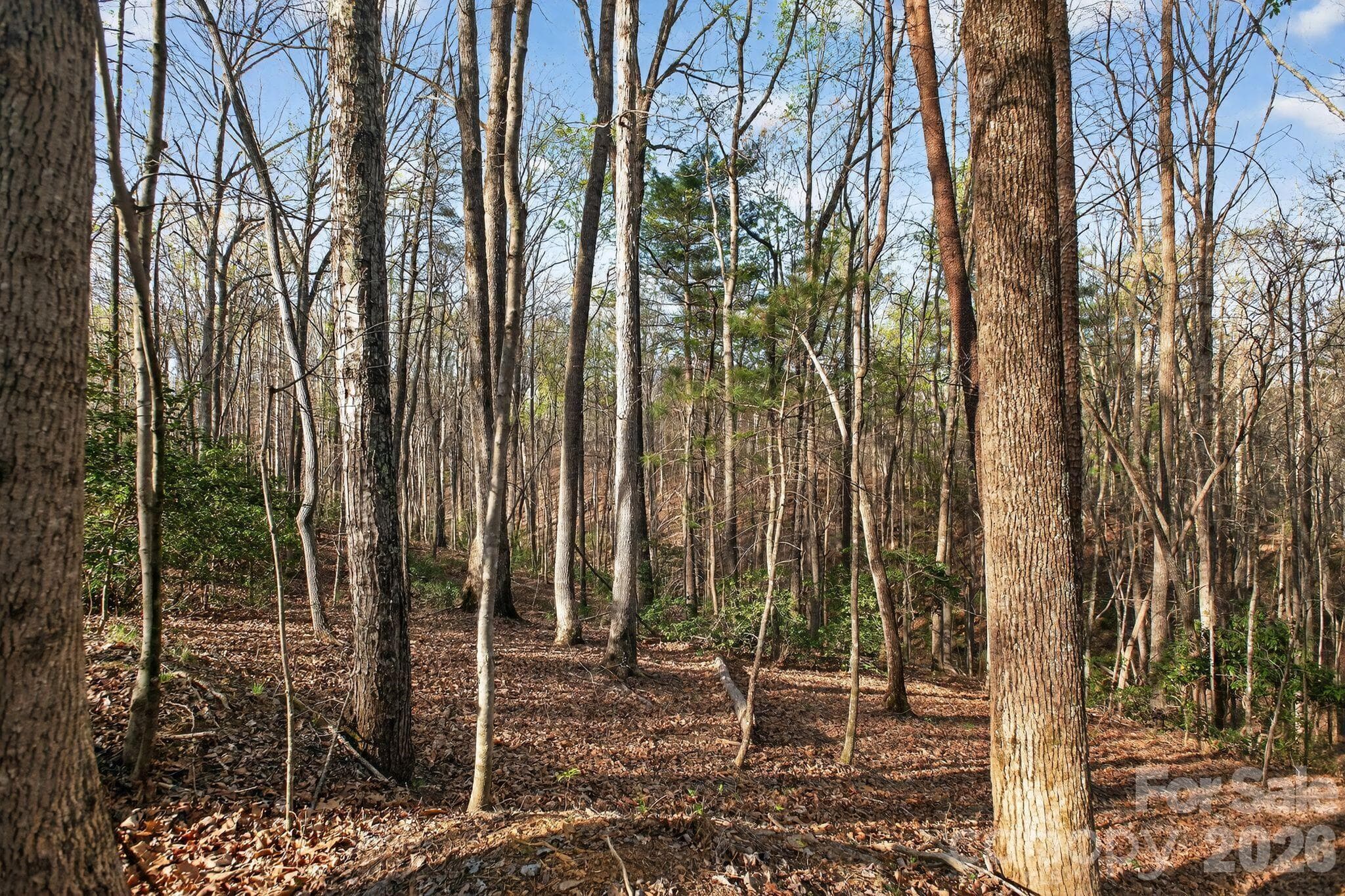Lot at Nebo, photo 4 of 37