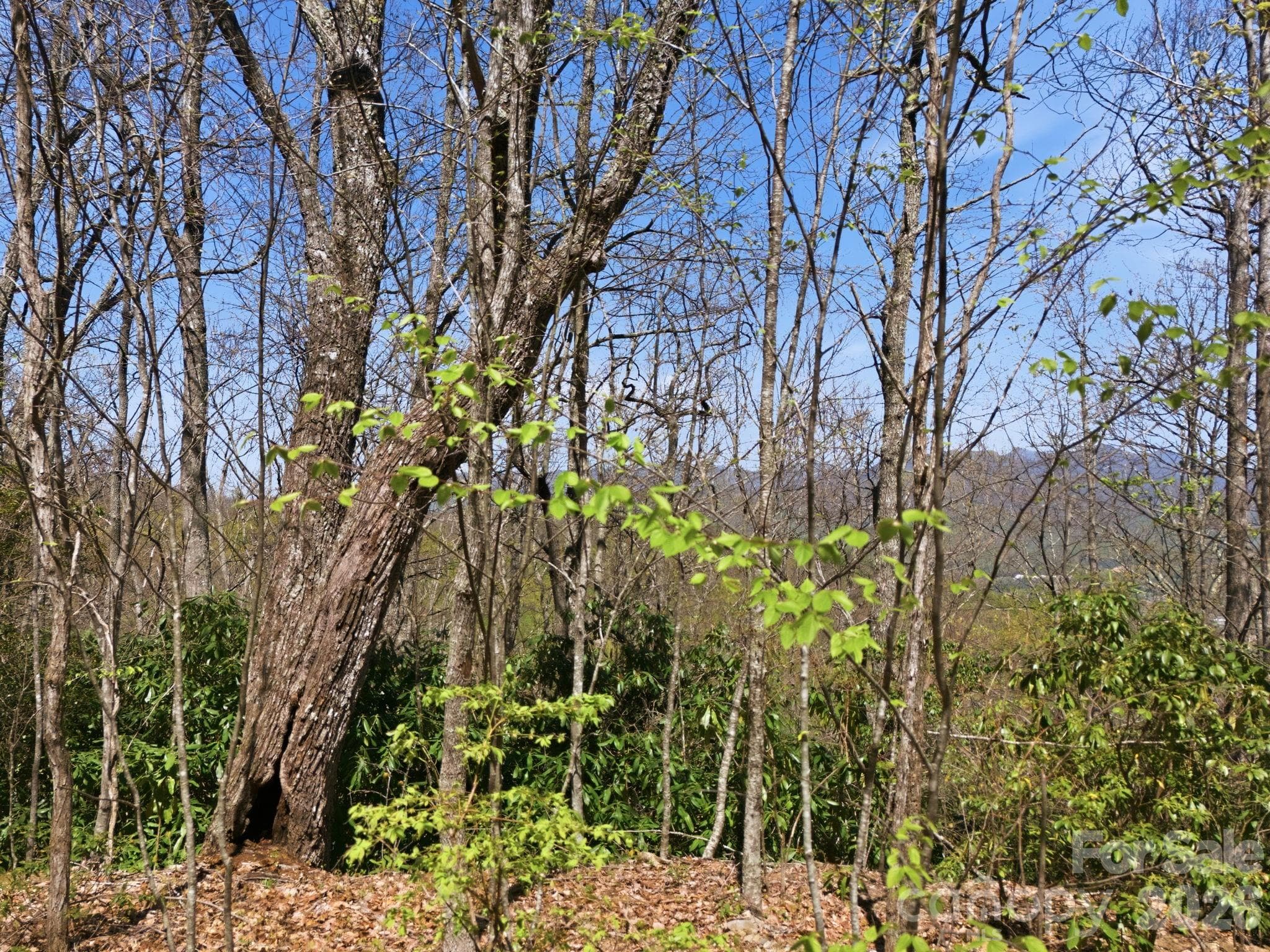 Acreage at 9999 Lytle Cove Road Road, Swannanoa, photo 19 of 24