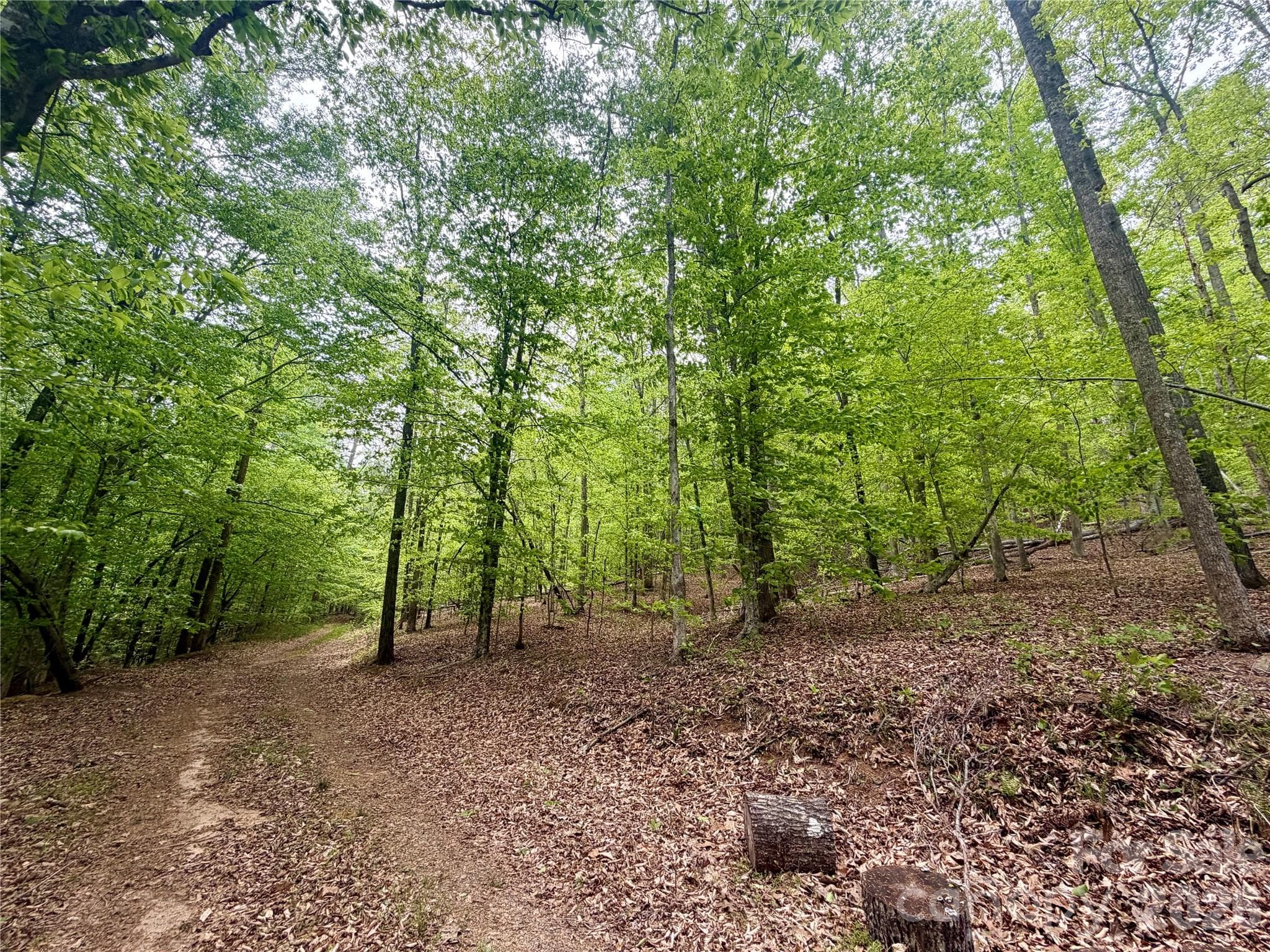 Acreage at 0 Polk County Line Road, Rutherfordton, photo 11 of 25