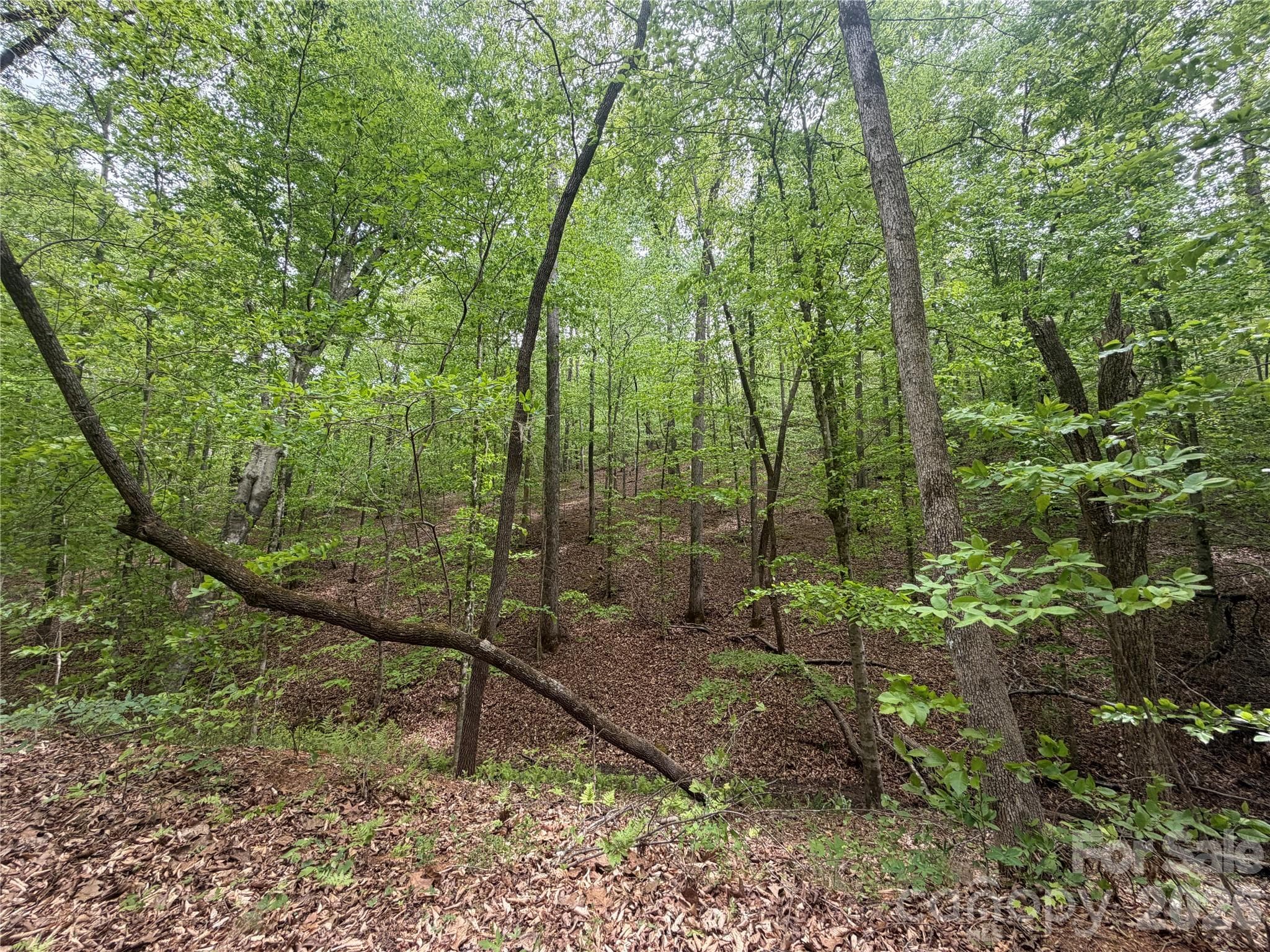 Acreage at 0 Polk County Line Road, Rutherfordton, photo 12 of 25