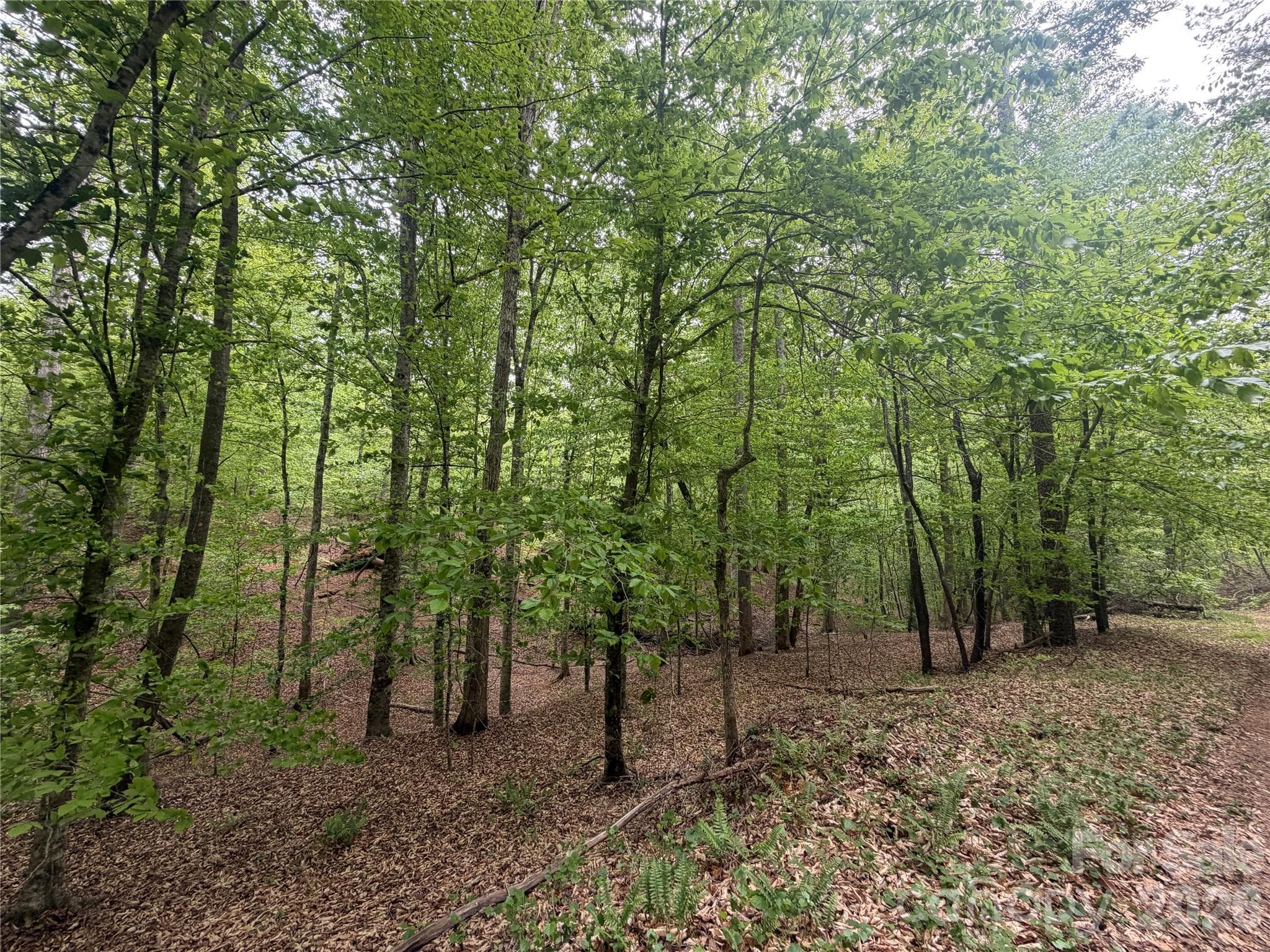 Acreage at 0 Polk County Line Road, Rutherfordton, photo 22 of 25