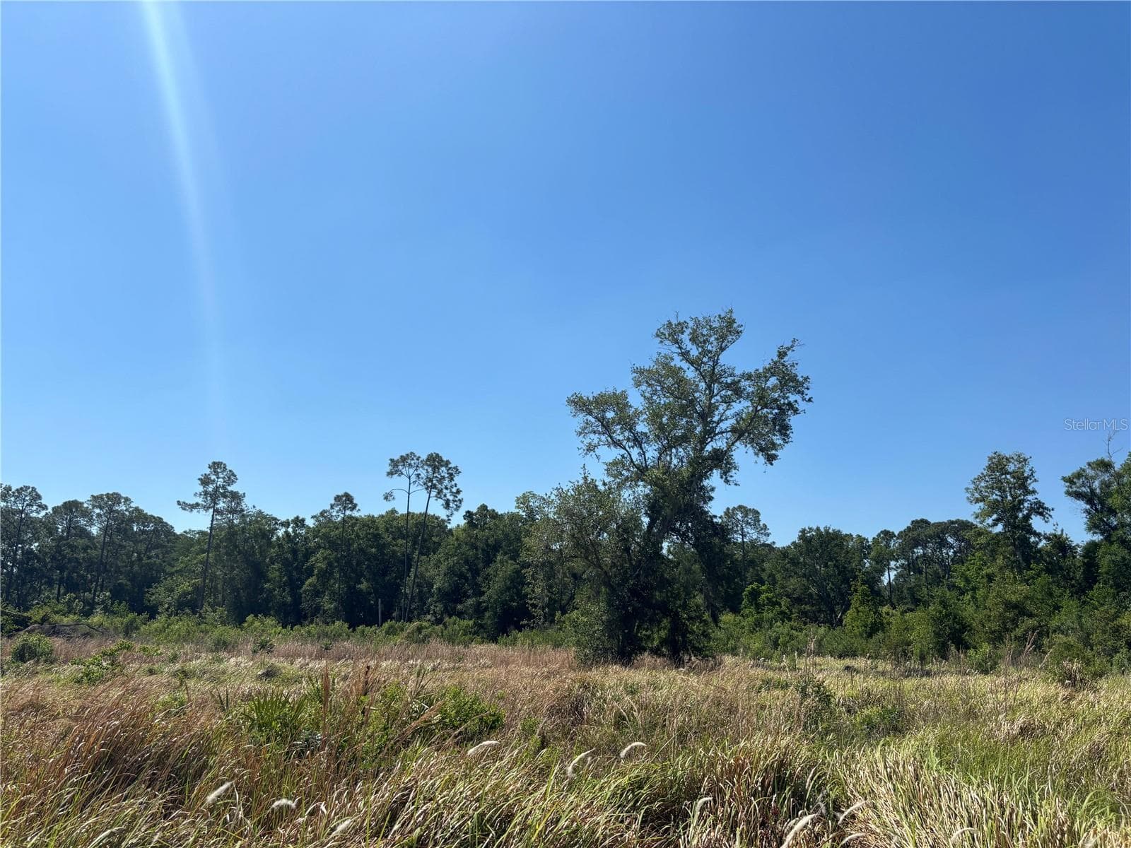 Forest is back of property line - AVONWOOD, TAMPA