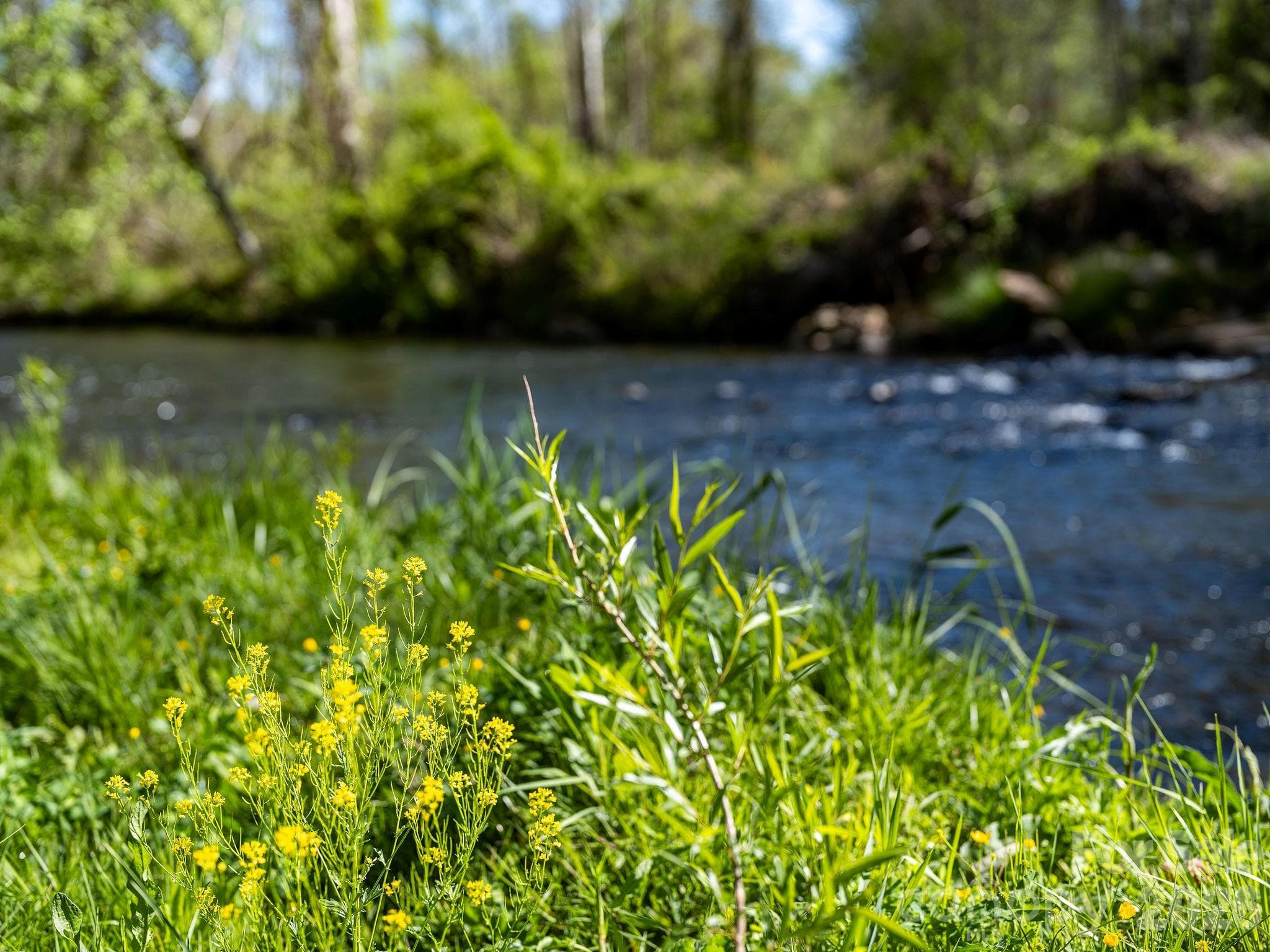 creekside living - Waynesville