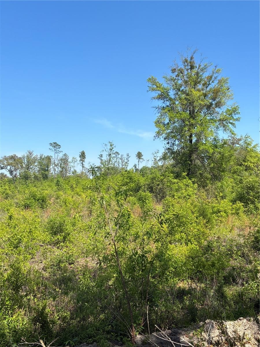 Land at 298TH STREET, NEWBERRY, photo 3 of 5