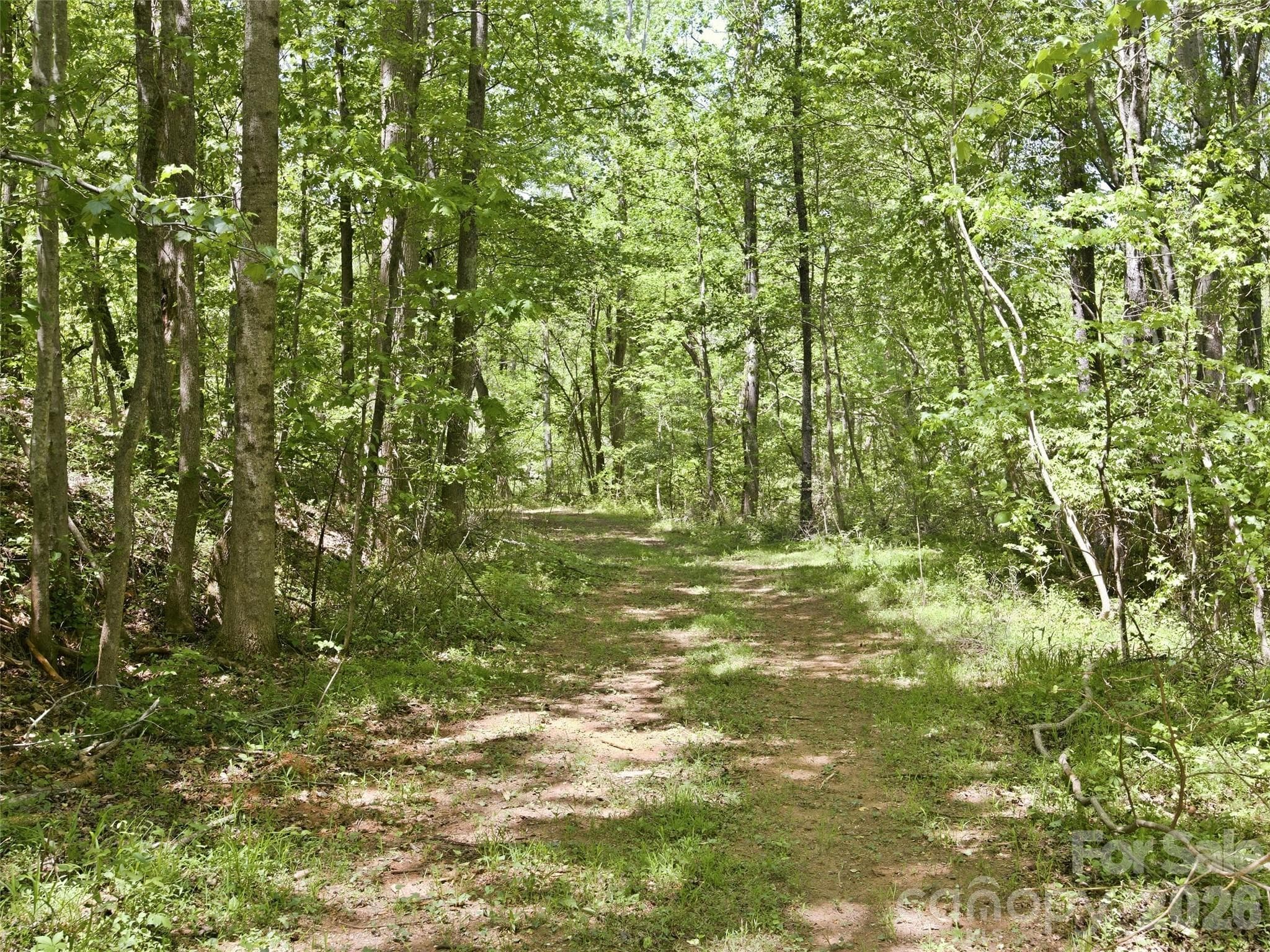 Clearing in place for a driveway - 450 Washington Street, Forest City