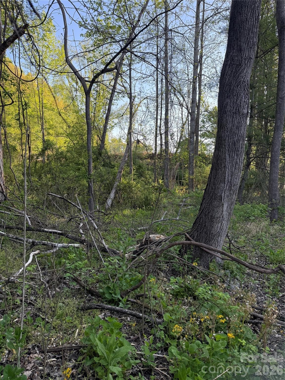 Acreage at Brevard, photo 5 of 10
