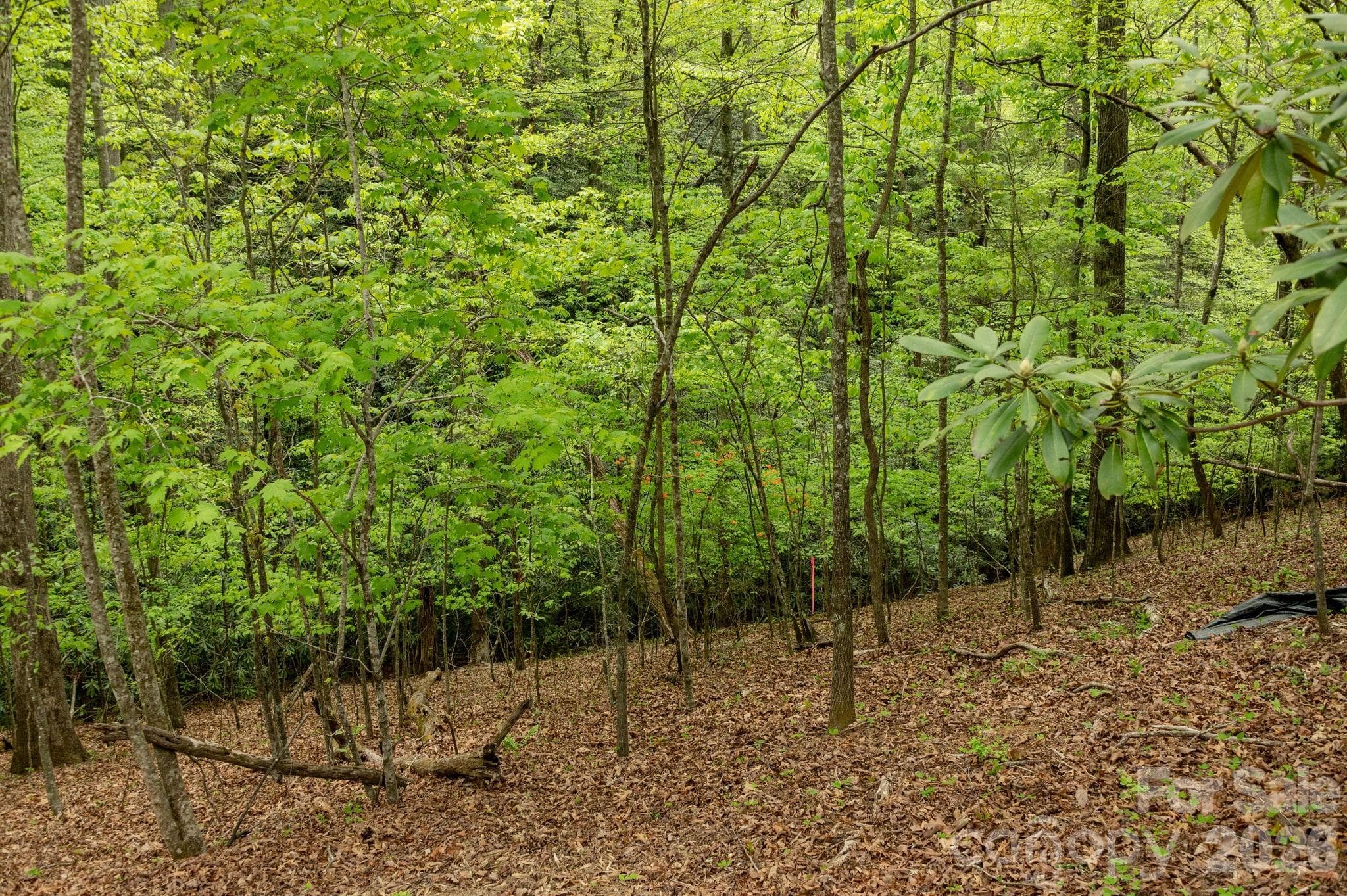 Beautiful woods beyond the build site providing a peaceful wooded sanctuary - Hendersonville