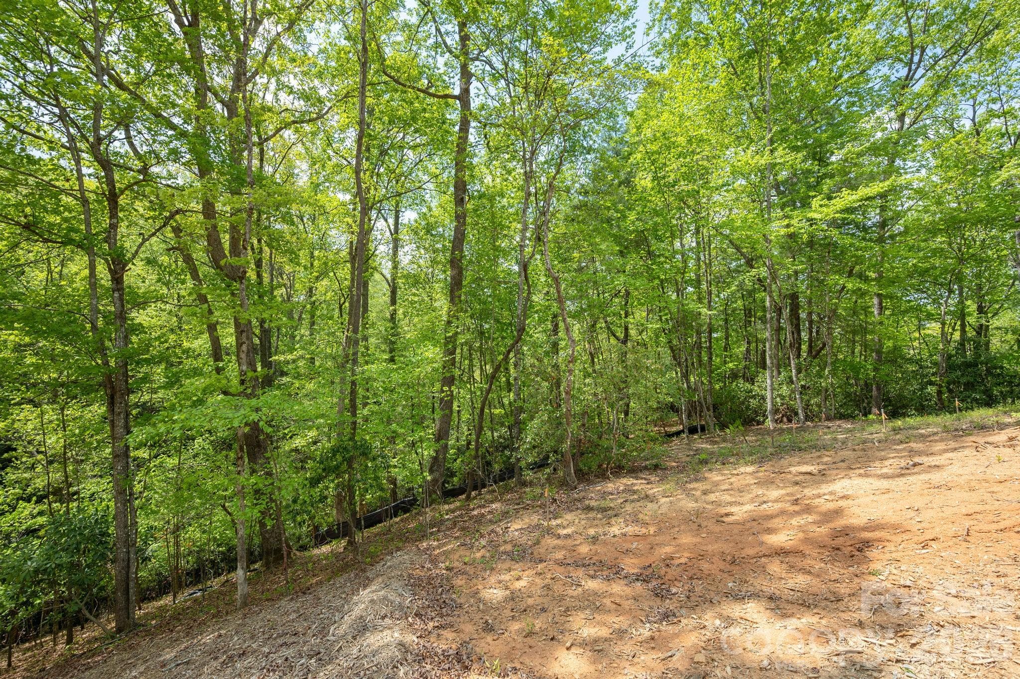 Stunning wooded site with azaelas, rhododendrons and hardwoods - Hendersonville