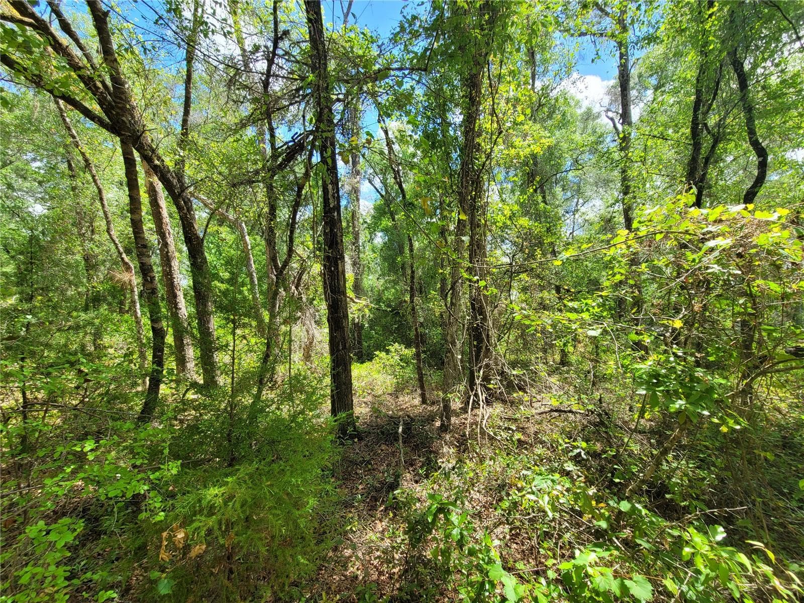 Land at 910 FERNCREEK AVE, INVERNESS, photo 2 of 5