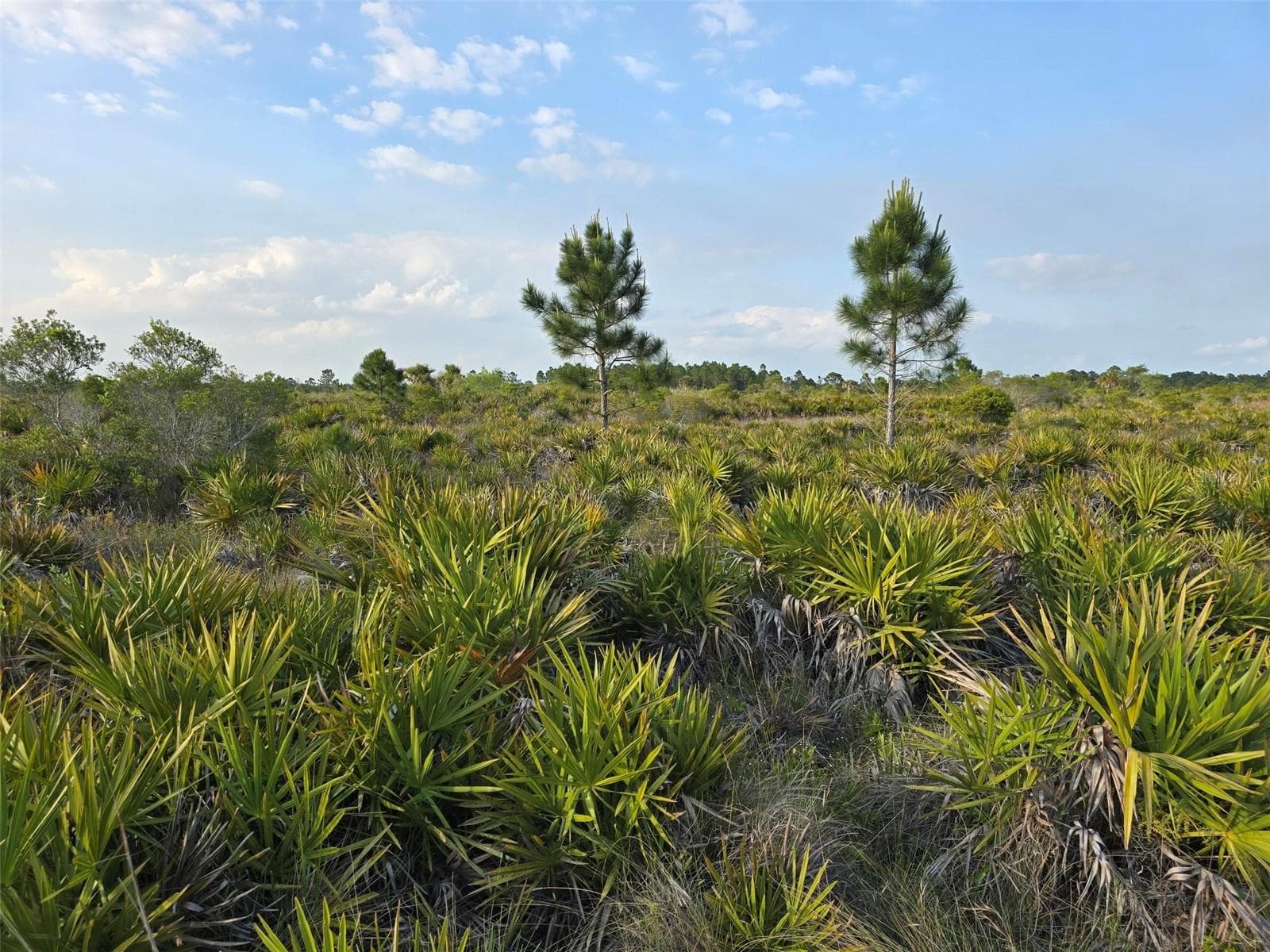 Land at 49173 BERMONT RD, PUNTA GORDA, photo 4 of 6