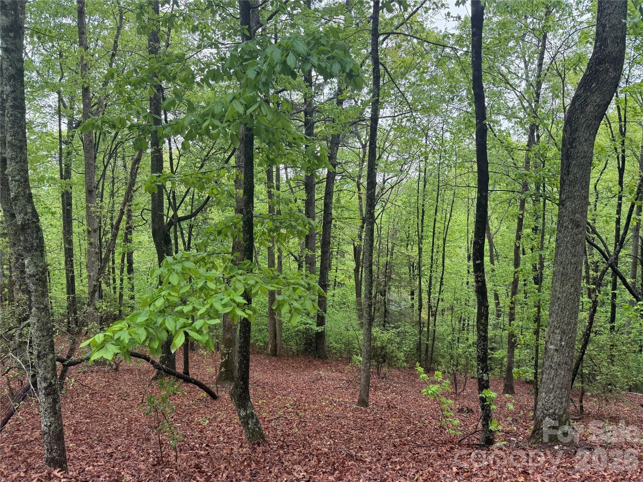 Lot at 39 Black Bear Ridge Trail, Zirconia, photo 6 of 9