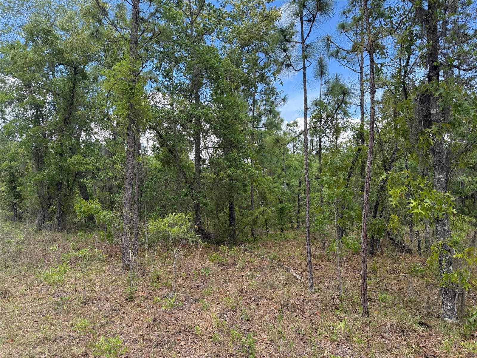 Land at 00 SE 126TH TER, DUNNELLON, photo 3 of 4
