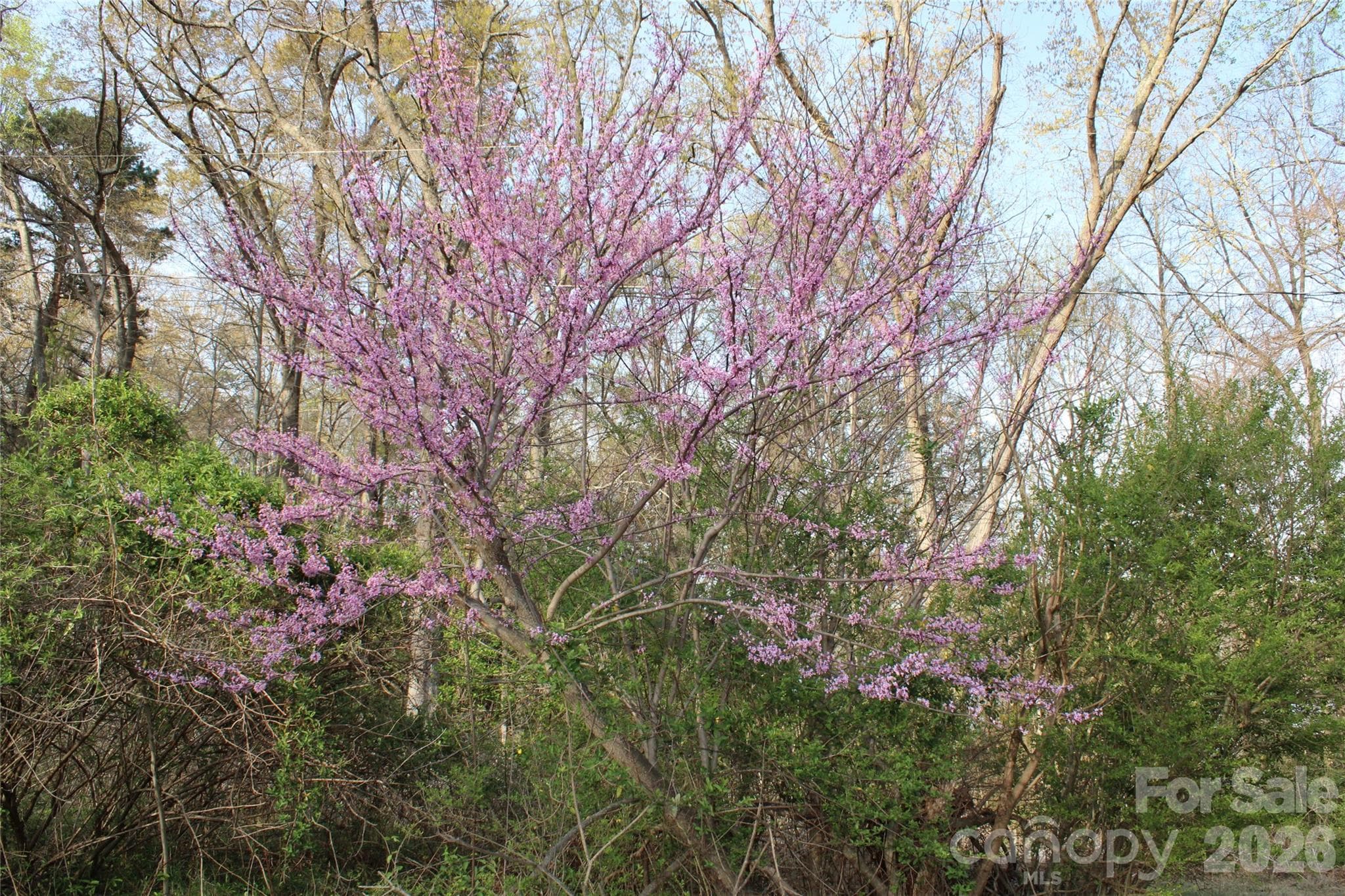 CLEARED & CLEANED THIS LOT WILL LOOK AWESOME - Lot 16 Lake Front Drive, Catawba