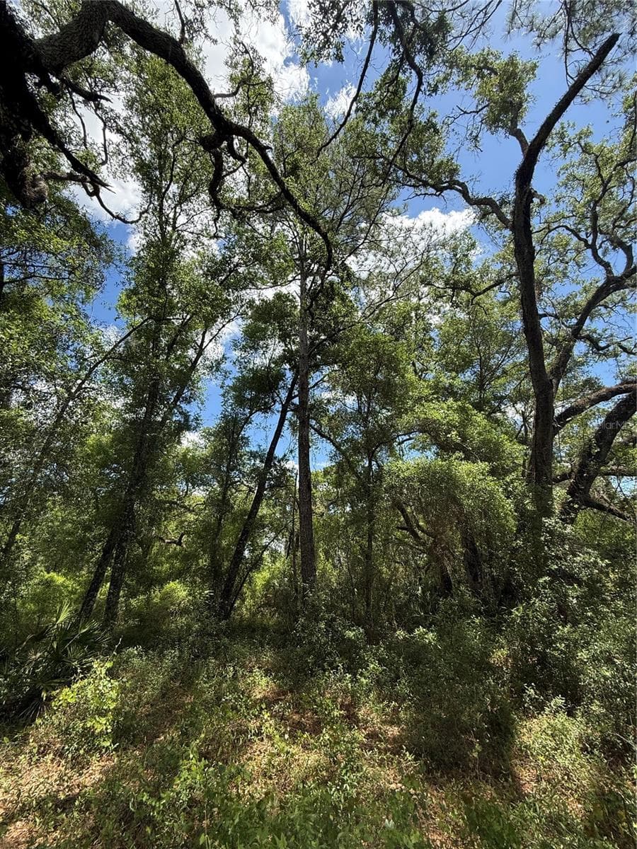 Land at LEWIS LN, WEBSTER, photo 6 of 13