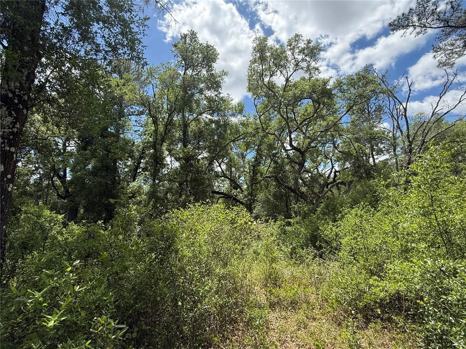 Land at LEWIS LN, WEBSTER, photo 8 of 13