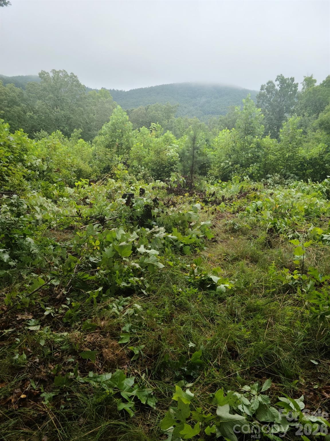 Before - Nebo