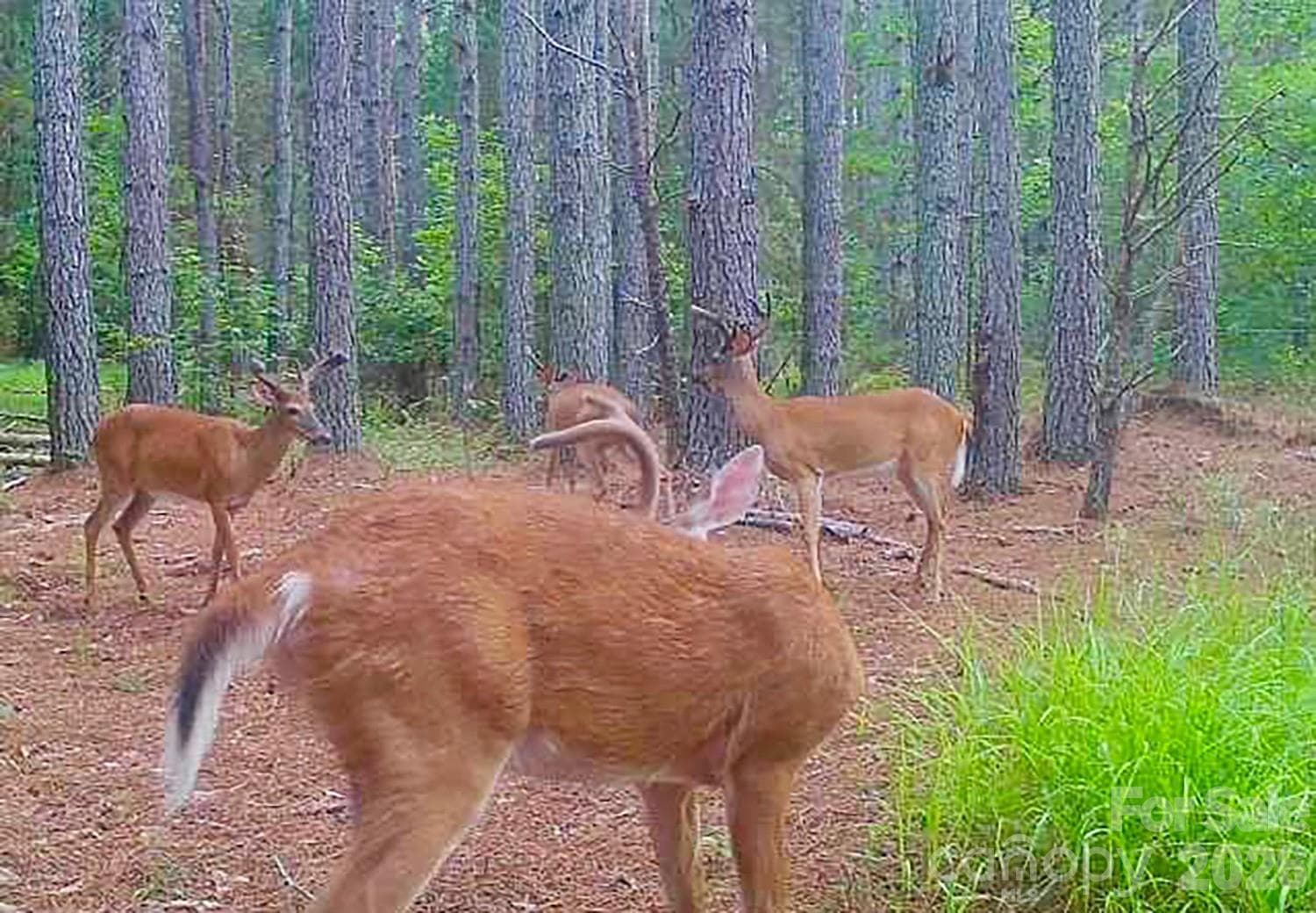 So. Many. Bucks. - 5555 Groves Road, Union Mills