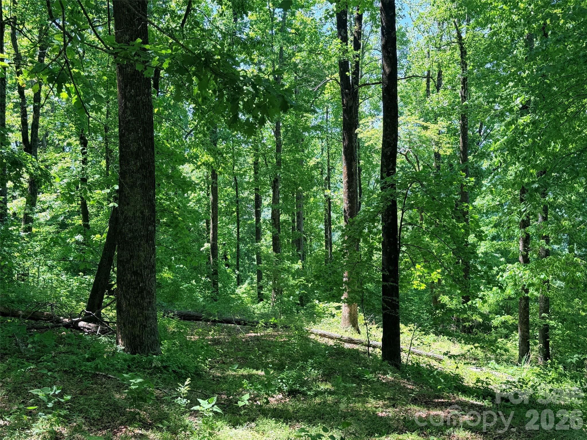 Acreage at Black Mountain, photo 2 of 12