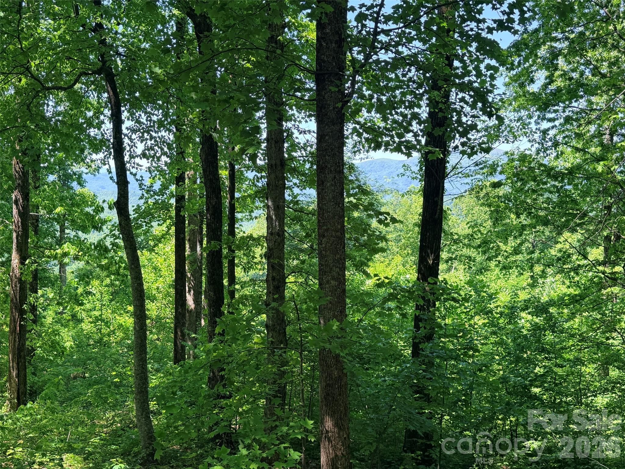 Acreage at Black Mountain, photo 3 of 12