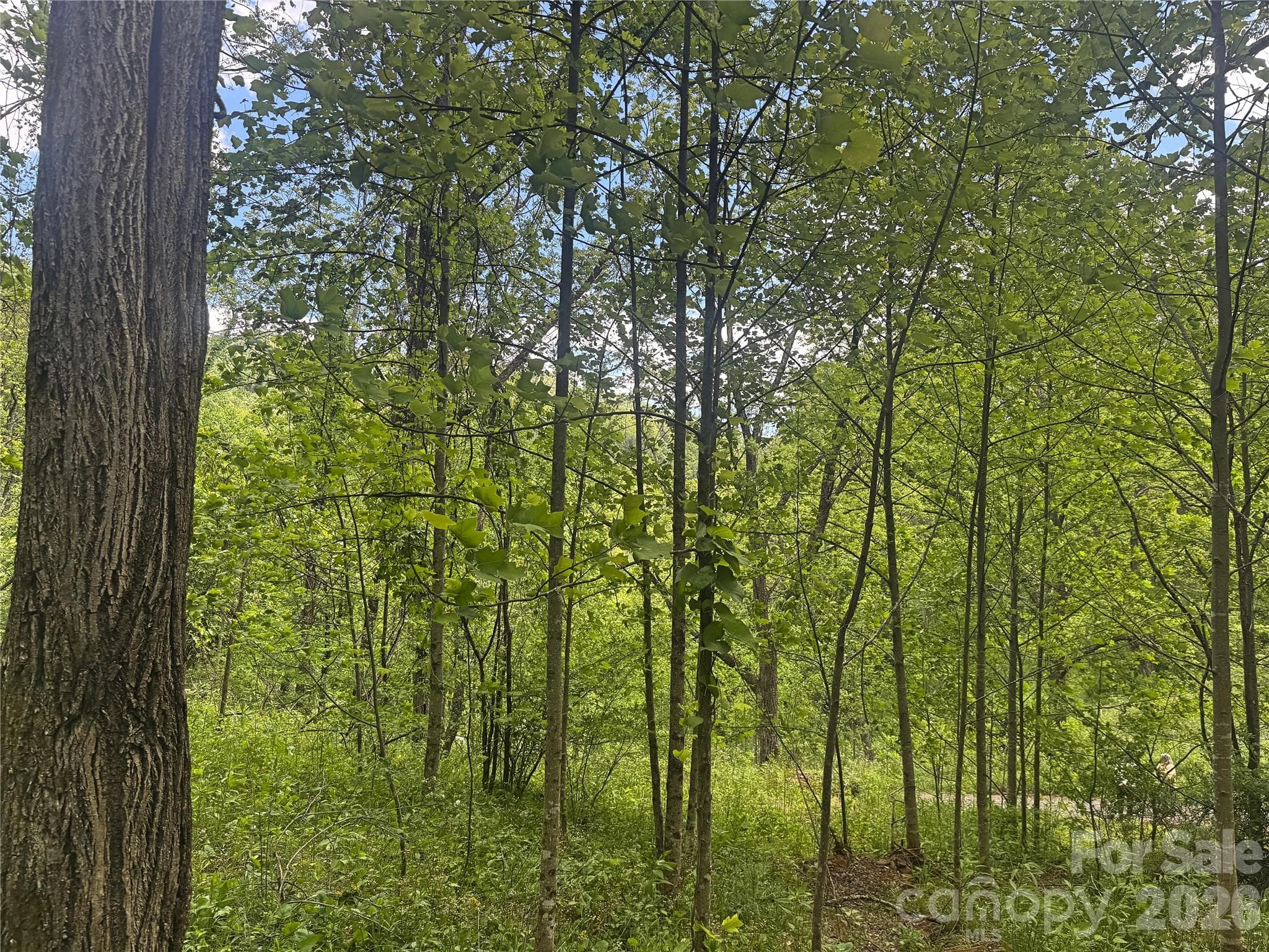 Acreage at V/L Wolf Crossing, Bakersville, photo 5 of 16