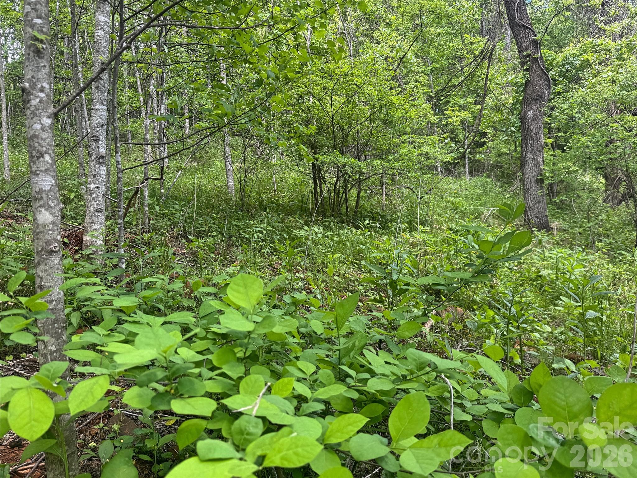 Acreage at V/L Wolf Crossing, Bakersville, photo 7 of 16