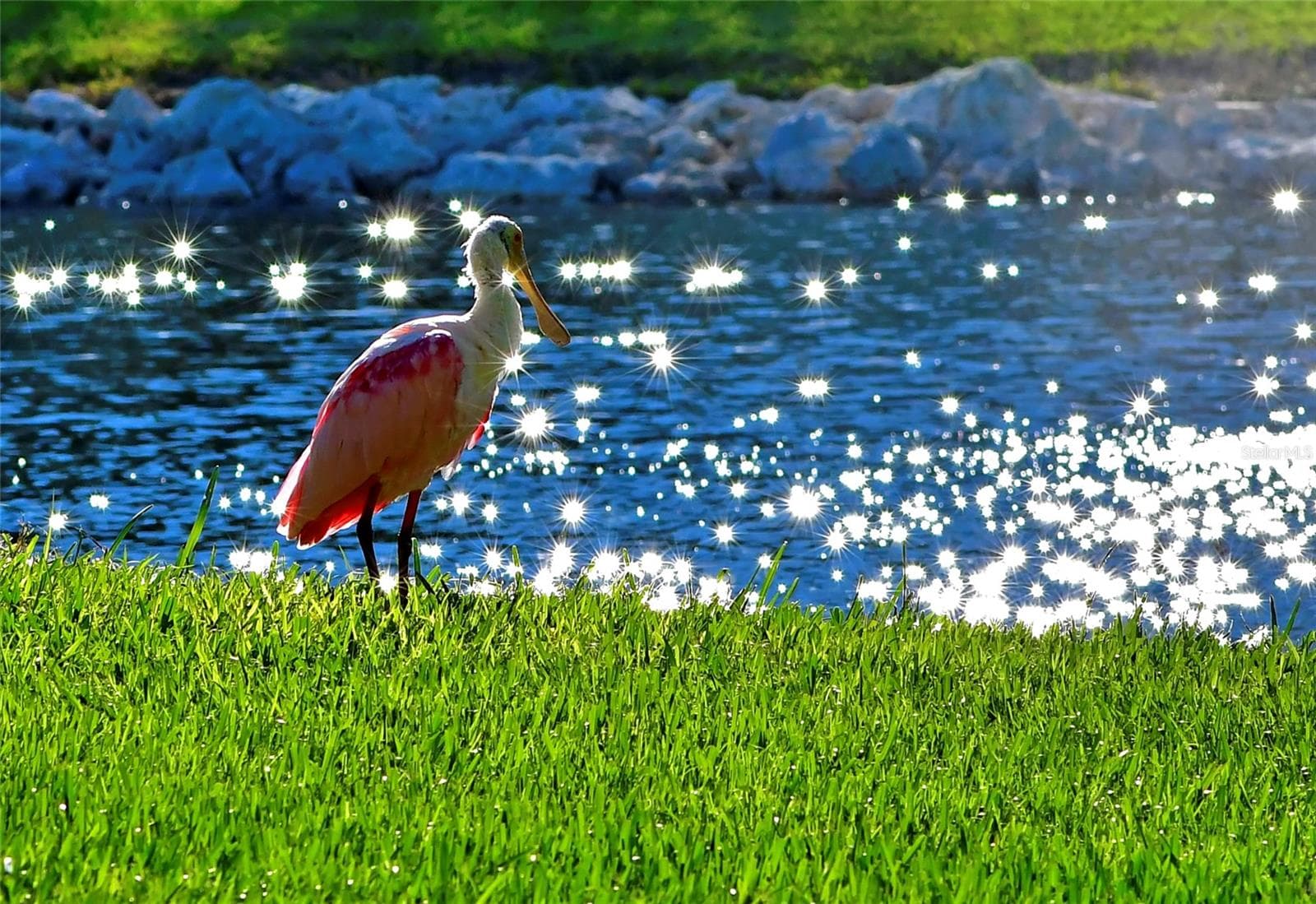 Mt Vernon wildlife visiting lake - 4853 INDEPENDENCE DR, BRADENTON