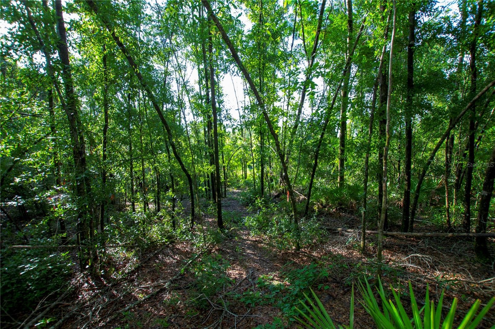 Land at 18233 185TH RD, LIVE OAK, photo 57 of 96