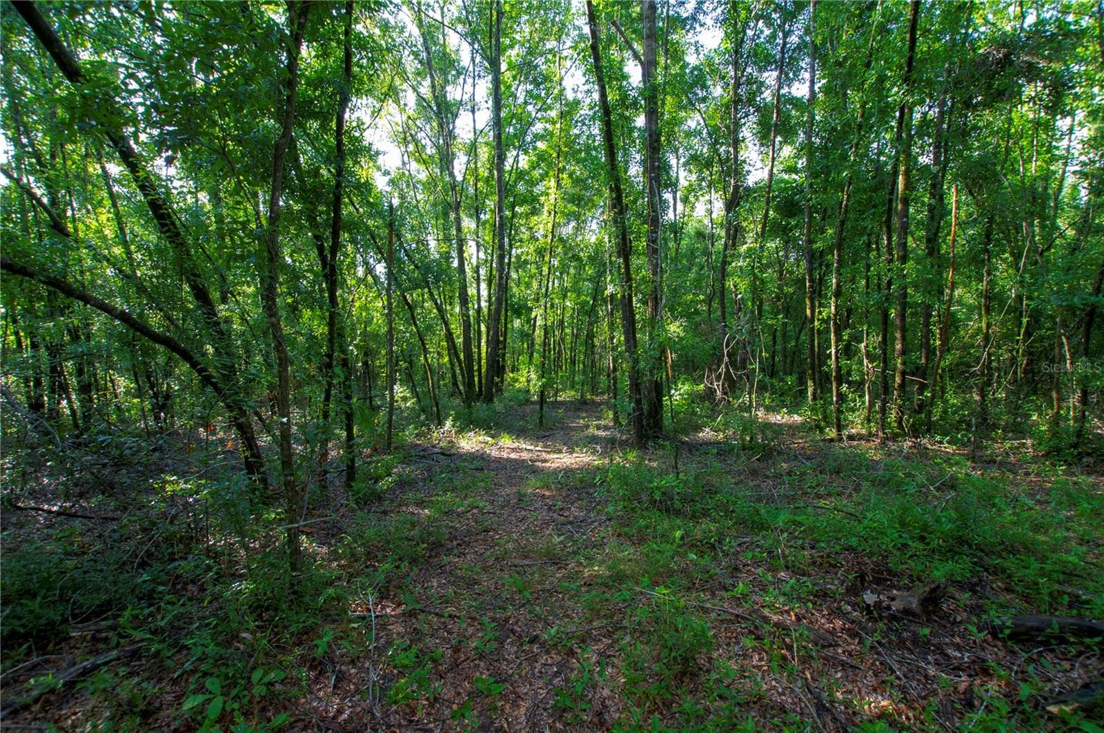 Land at 18233 185TH RD, LIVE OAK, photo 59 of 96