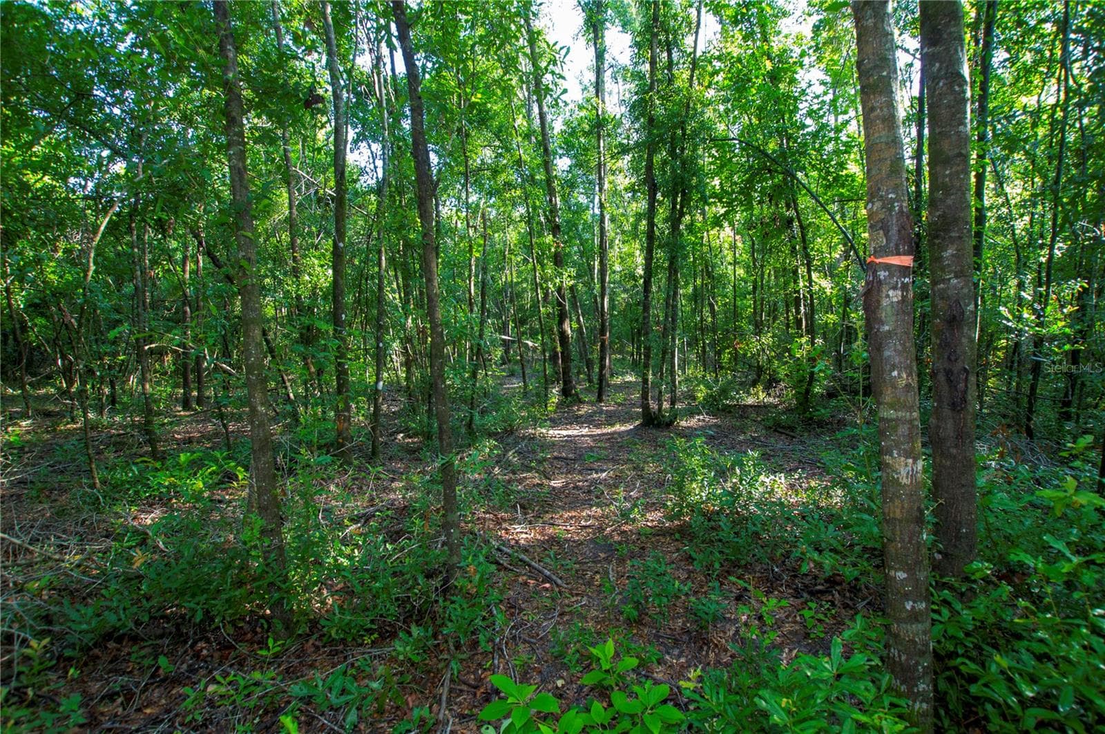 Land at 18233 185TH RD, LIVE OAK, photo 60 of 96