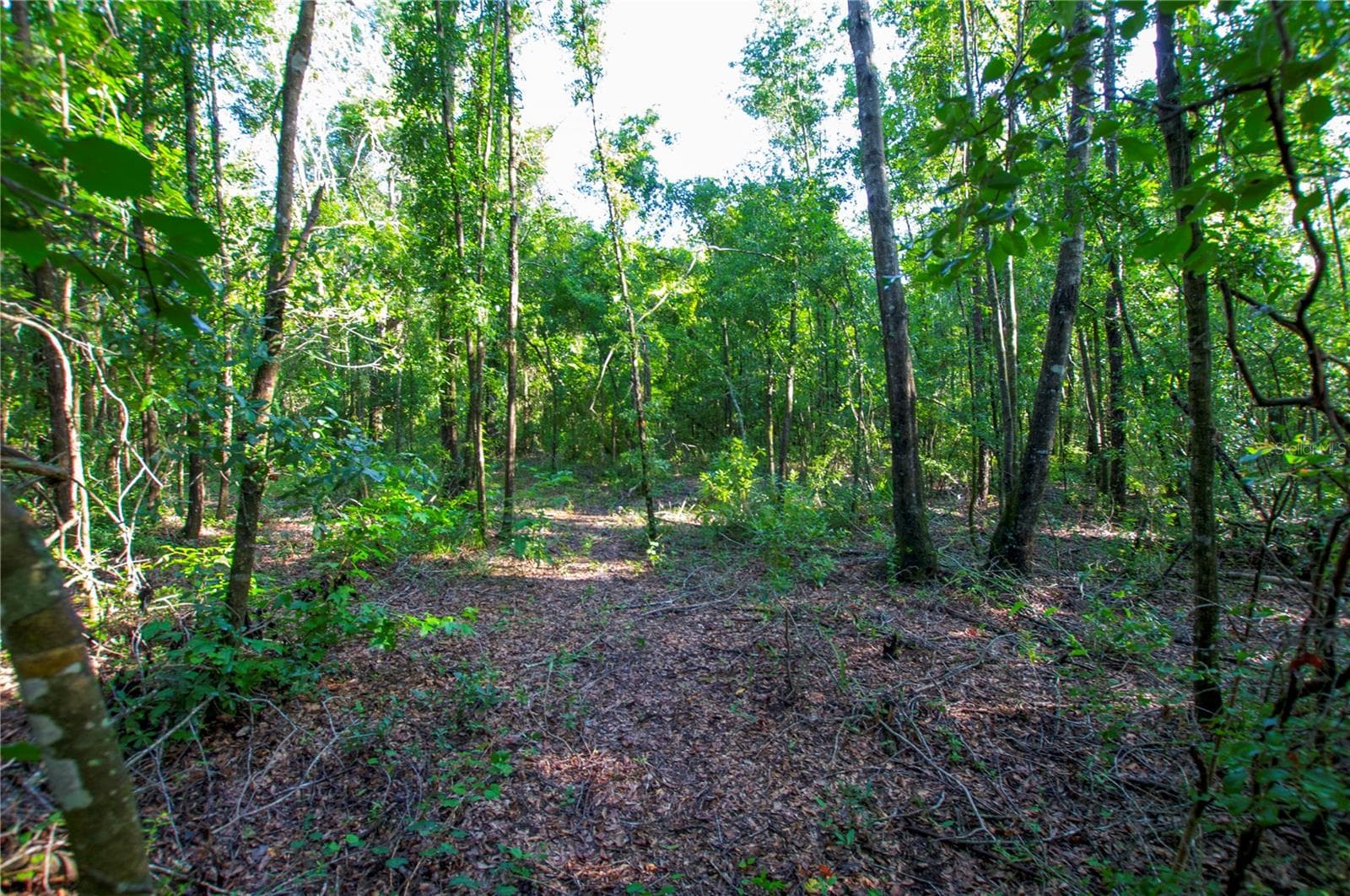 Land at 18233 185TH RD, LIVE OAK, photo 61 of 96