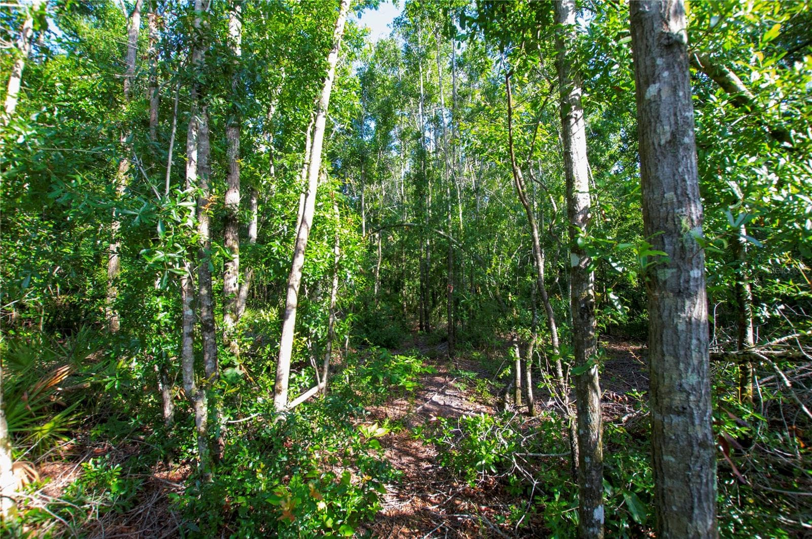Land at 18233 185TH RD, LIVE OAK, photo 63 of 96