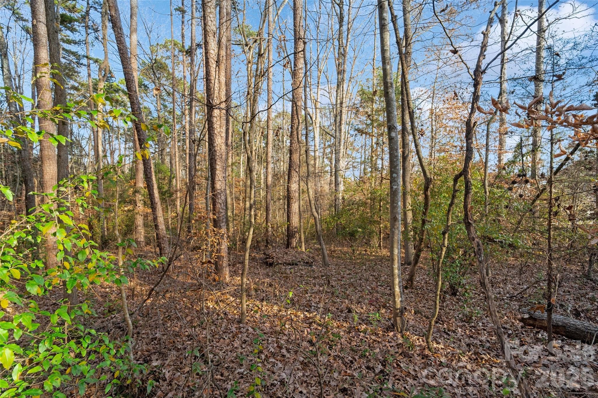 Acreage at 0000 Sandy Ford Road, Mount Holly, photo 11 of 12