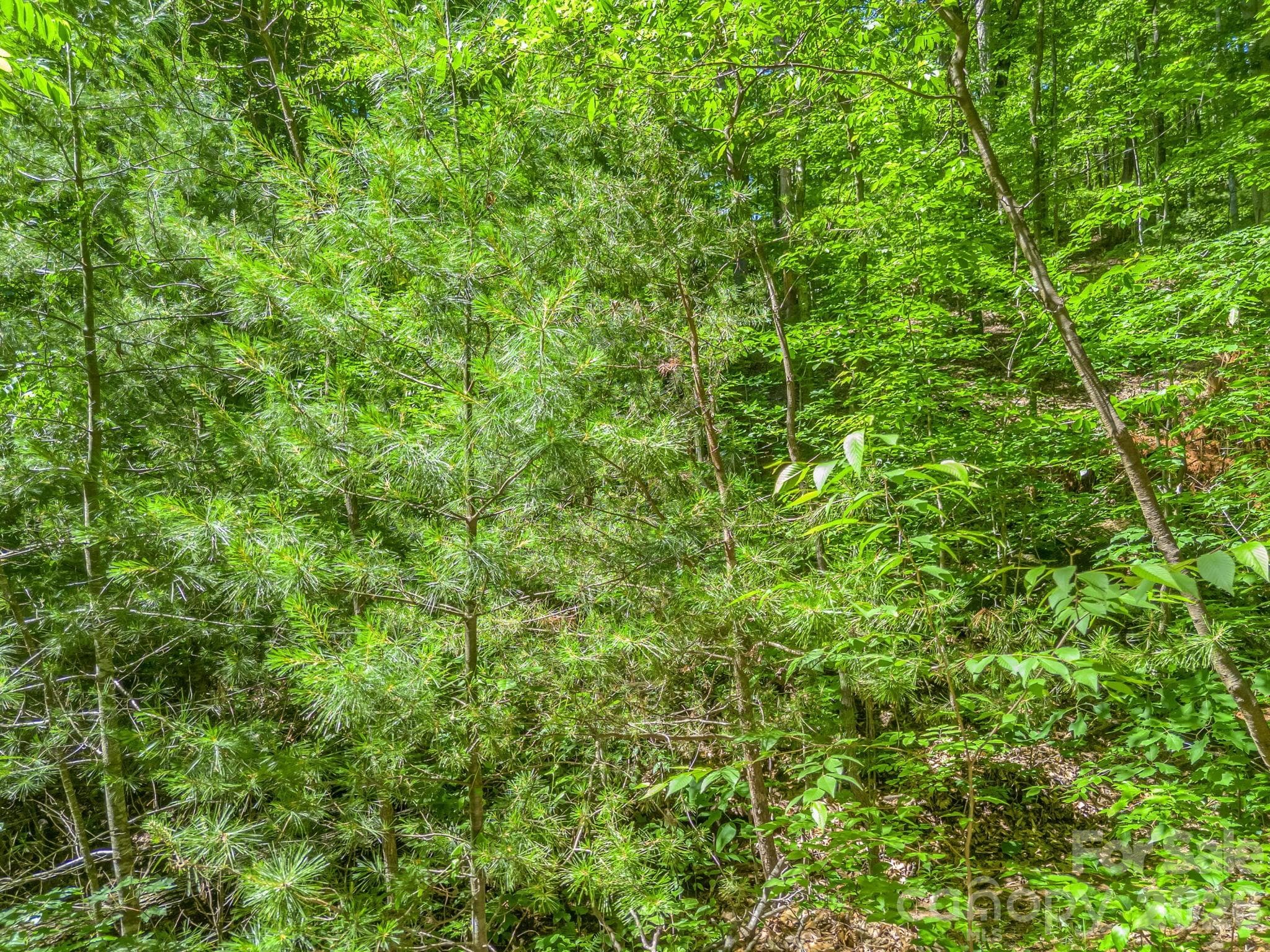 Acreage at 21 Wits End Trail, Swannanoa, photo 21 of 30