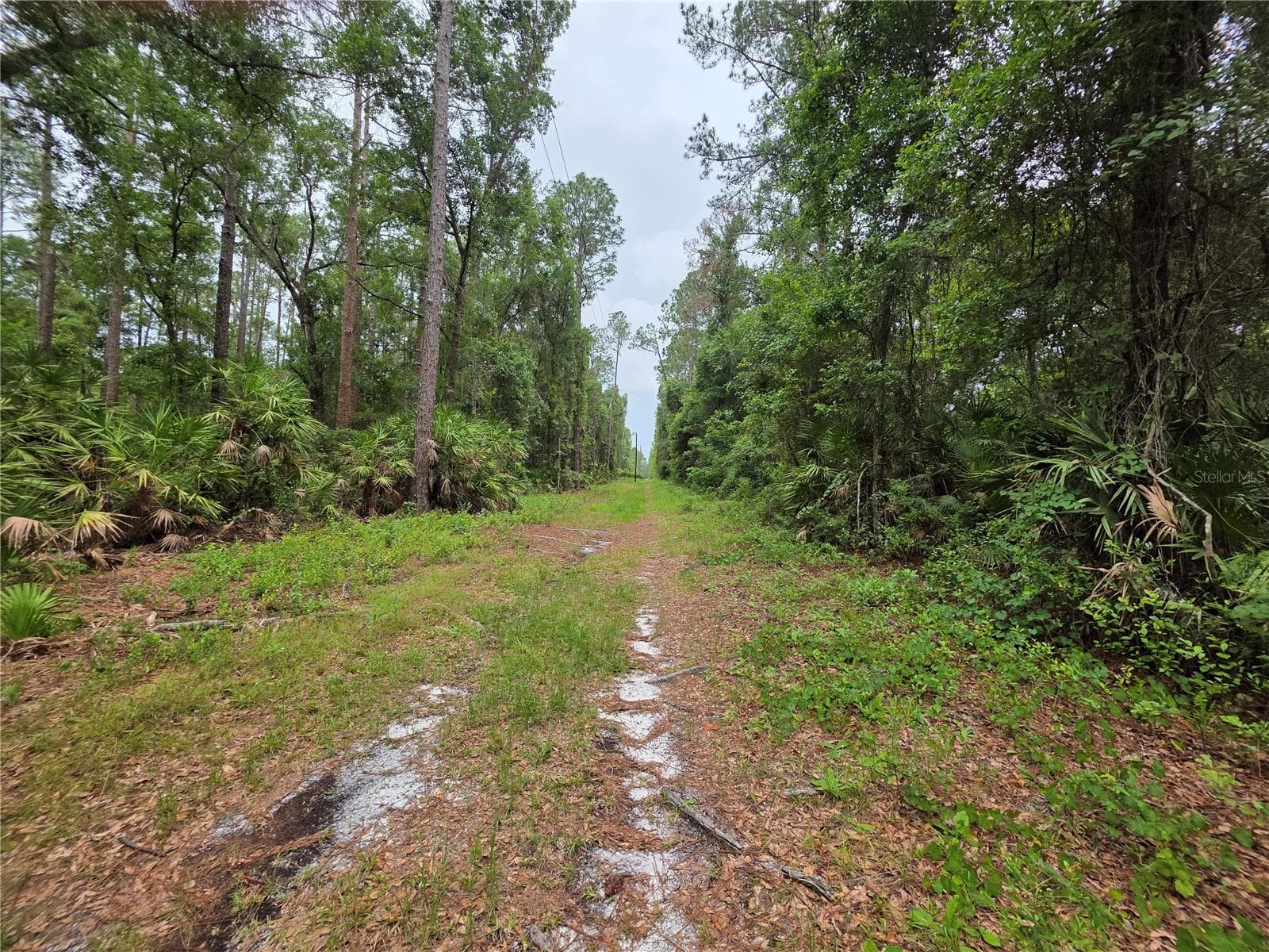 Land at 00 NE 66TH CT, CITRA, photo 6 of 8