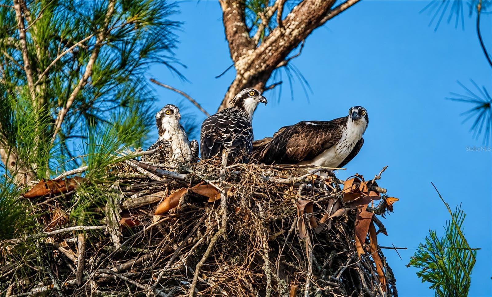Mt Vernon on Sarasota Bay wildlife - 9425 ANDOVER CIR, BRADENTON